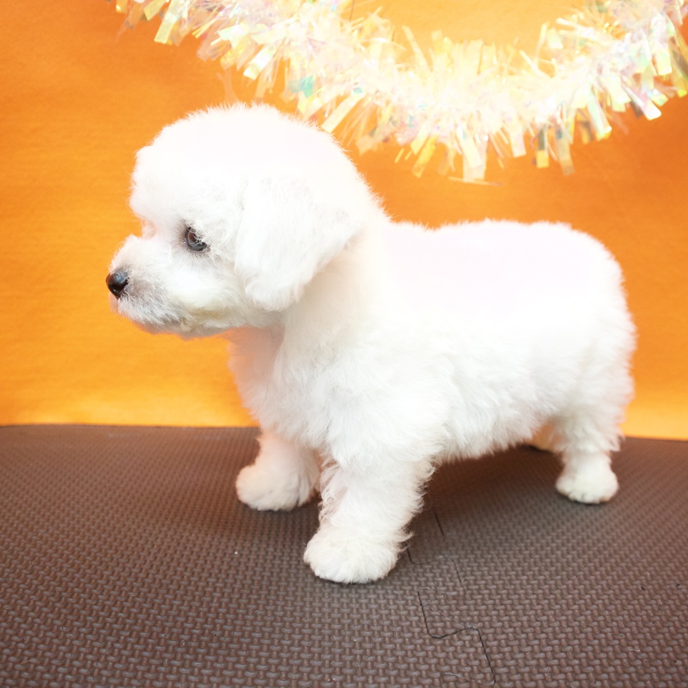 大阪府のビションフリーゼ (犬の家＆猫の里吹田店/2026年5月30日生まれ/男の子/ホワイト)の子犬の4枚目の画像