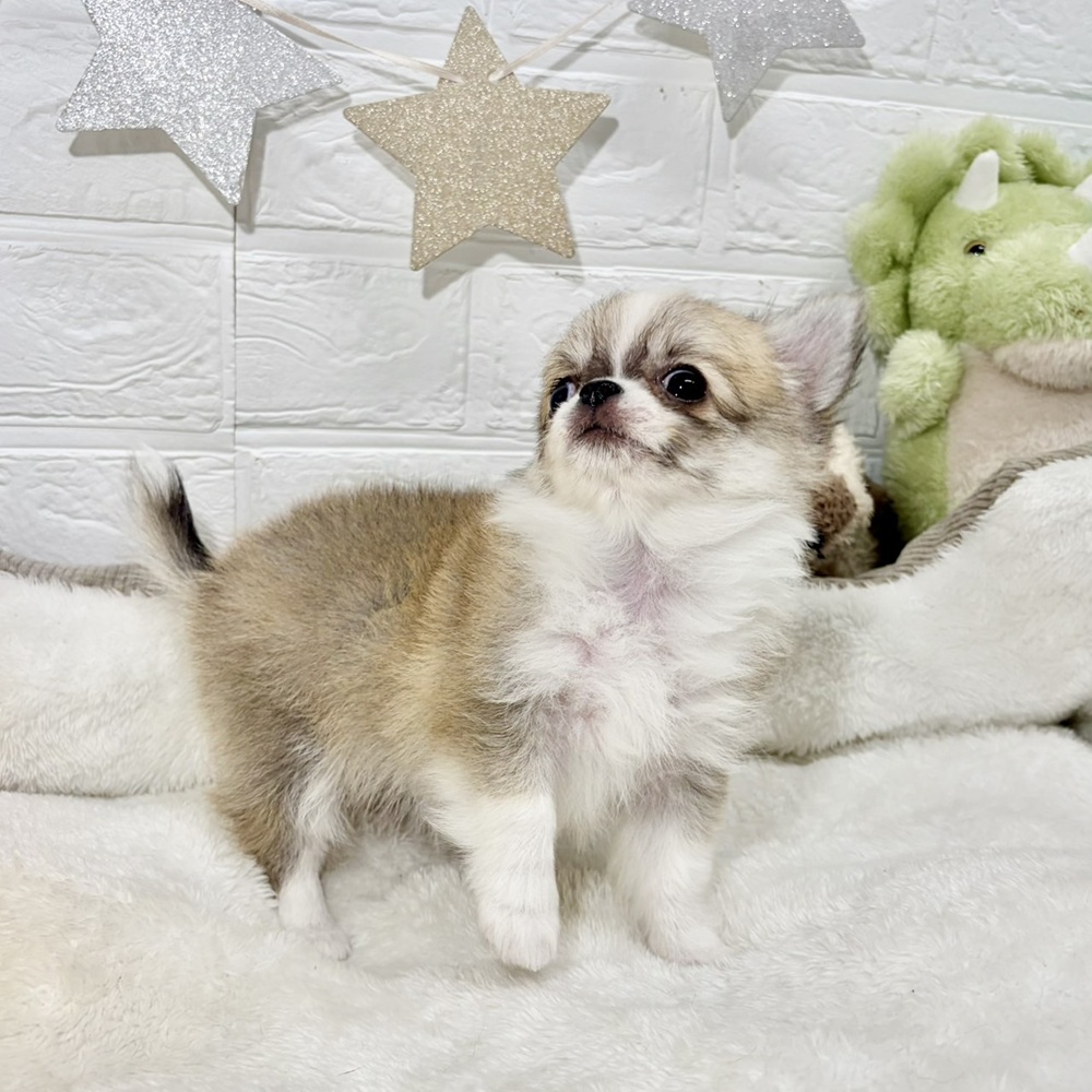 兵庫県のチワワ(ロング) (犬の家＆猫の里ニッケパークタウン加古川店/2026年5月30日生まれ/女の子/フォーンホワイト)の子犬の4枚目の画像