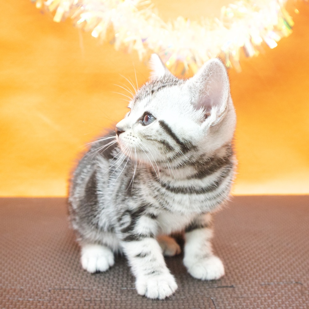 大阪府のアメリカンショートヘアー (犬の家＆猫の里吹田店/2026年5月31日生まれ/男の子/シルバータビー)の子猫の4枚目の画像