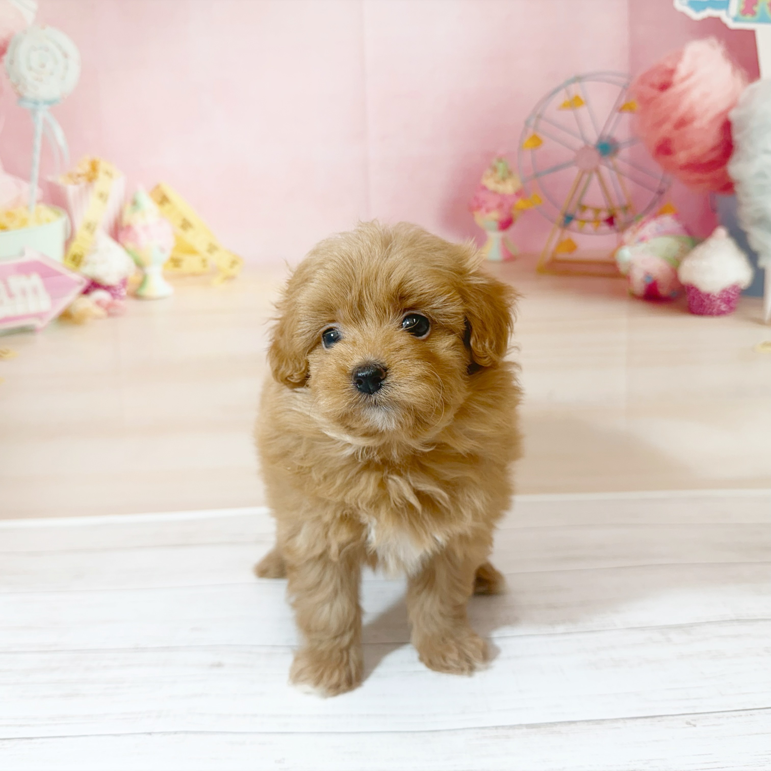 兵庫県のポメプー(ポメラニアン×プードル) (犬の家＆猫の里尼崎店/2026年5月30日生まれ/女の子/レッド)の子犬の4枚目の画像