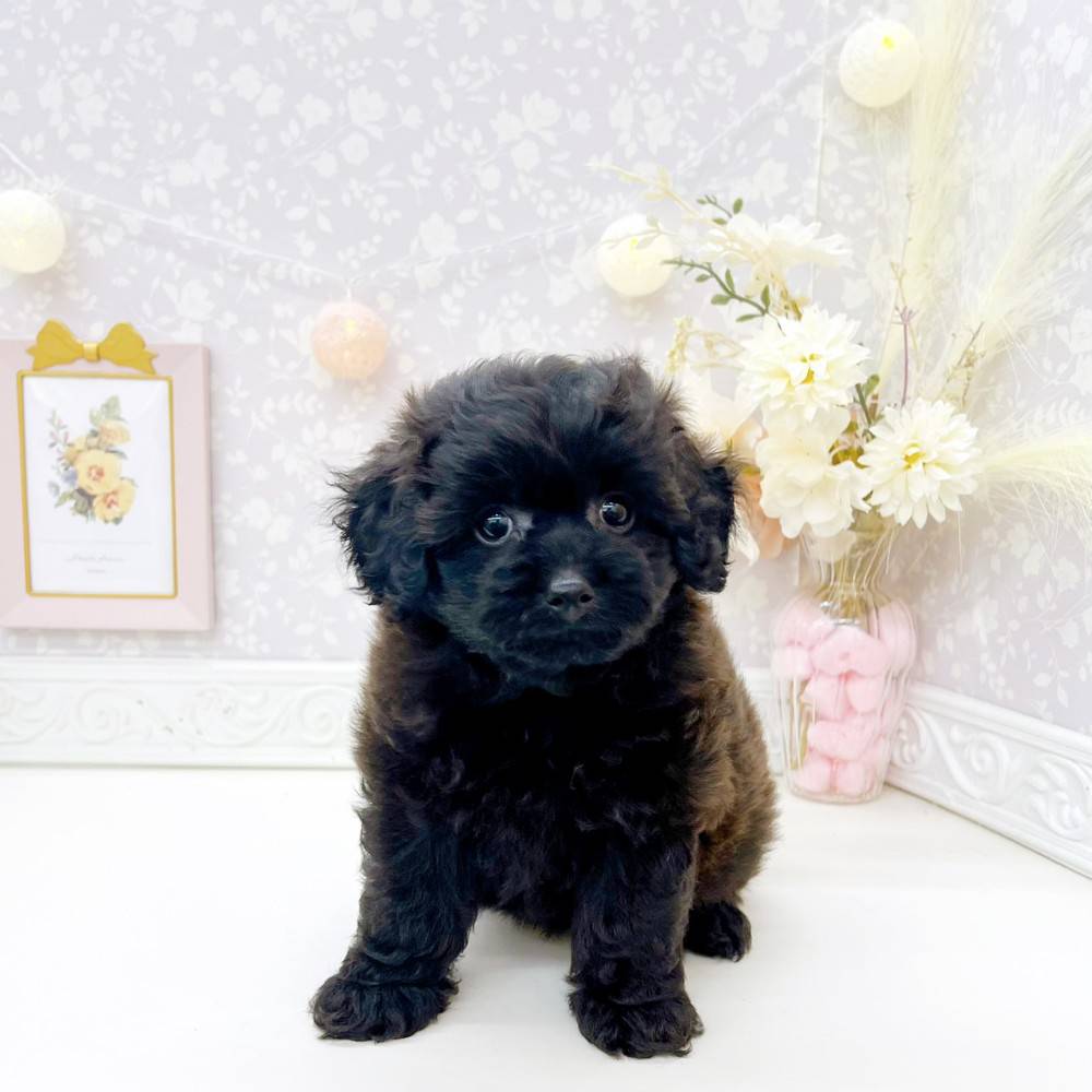 富山県のポメプー(ポメラニアン×プードル) (犬の家＆猫の里富山店/2026年5月30日生まれ/男の子/ブラック)の子犬の4枚目の画像