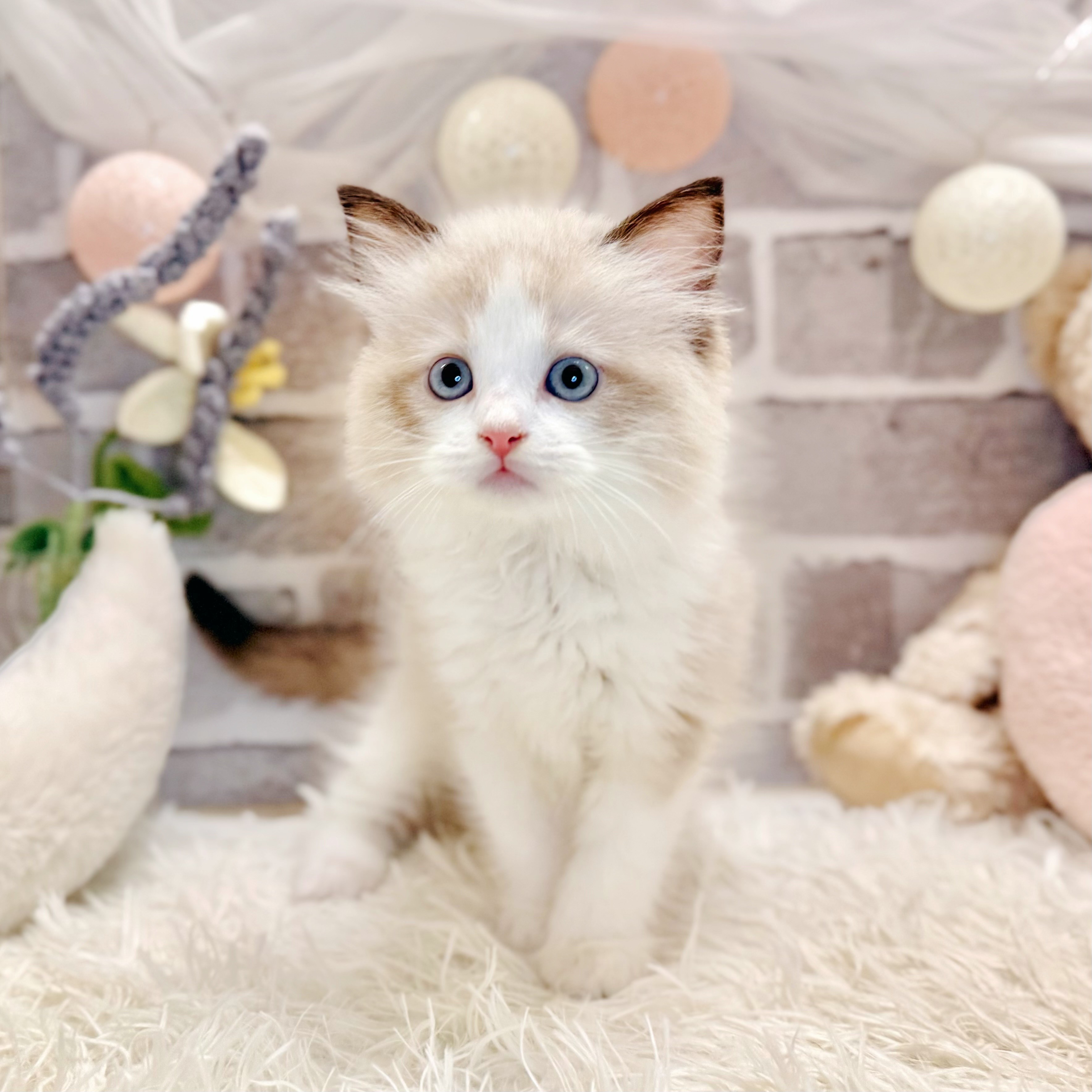 兵庫県のラグドール (犬の家＆猫の里神戸店/2026年5月30日生まれ/男の子/シールポイントバイカラー)の子猫の4枚目の画像