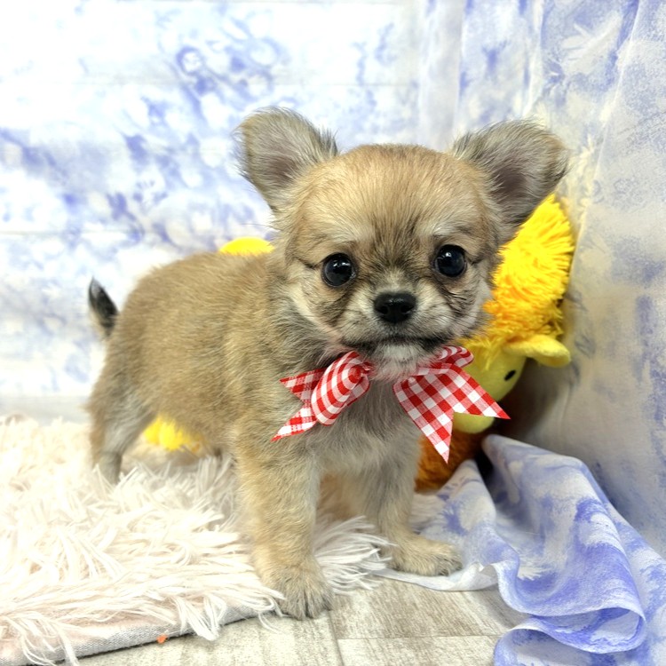 兵庫県のチワワ(ロング) (犬の家＆猫の里川西店/2026年5月30日生まれ/女の子/フォーン)の子犬の4枚目の画像