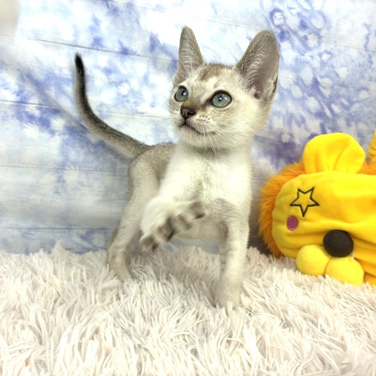 兵庫県のシンガプーラ (犬の家＆猫の里川西店/2026年5月28日生まれ/男の子/セピアアグーティ)の子猫の4枚目の画像