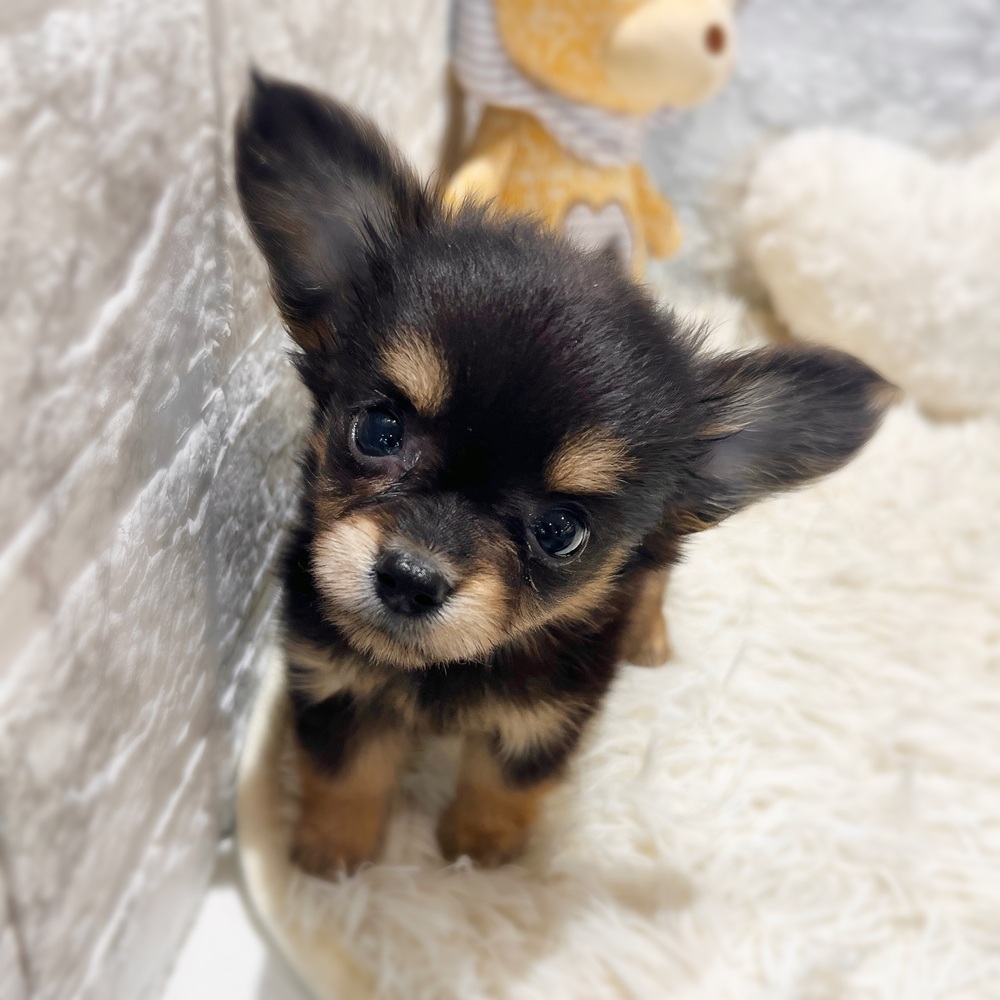 愛知県のチワックス(チワワ×ダックス) (犬の家＆猫の里MiO香久山店/2026年5月30日生まれ/女の子/ブラックタン)の子犬の4枚目の画像