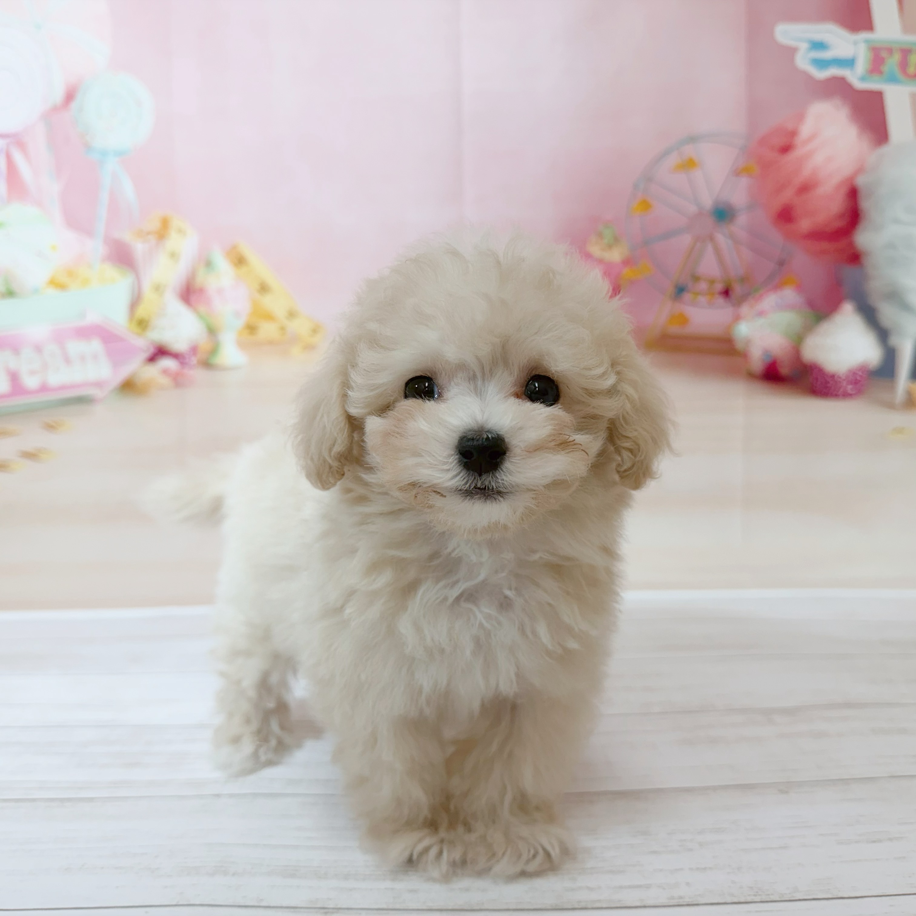 兵庫県のマルプー(マルチーズ×プードル) (犬の家＆猫の里尼崎店/2026年5月29日生まれ/男の子/クリーム)の子犬の4枚目の画像