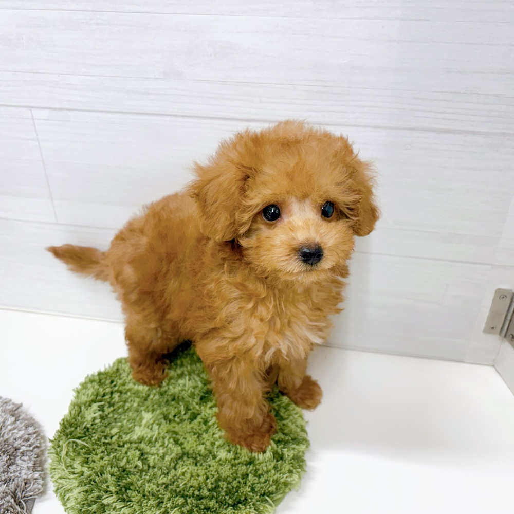 石川県のトイプードル(トイ) (犬の家＆猫の里アミーゴ金沢おこばた店/2026年5月25日生まれ/男の子/レッド)の子犬の4枚目の画像