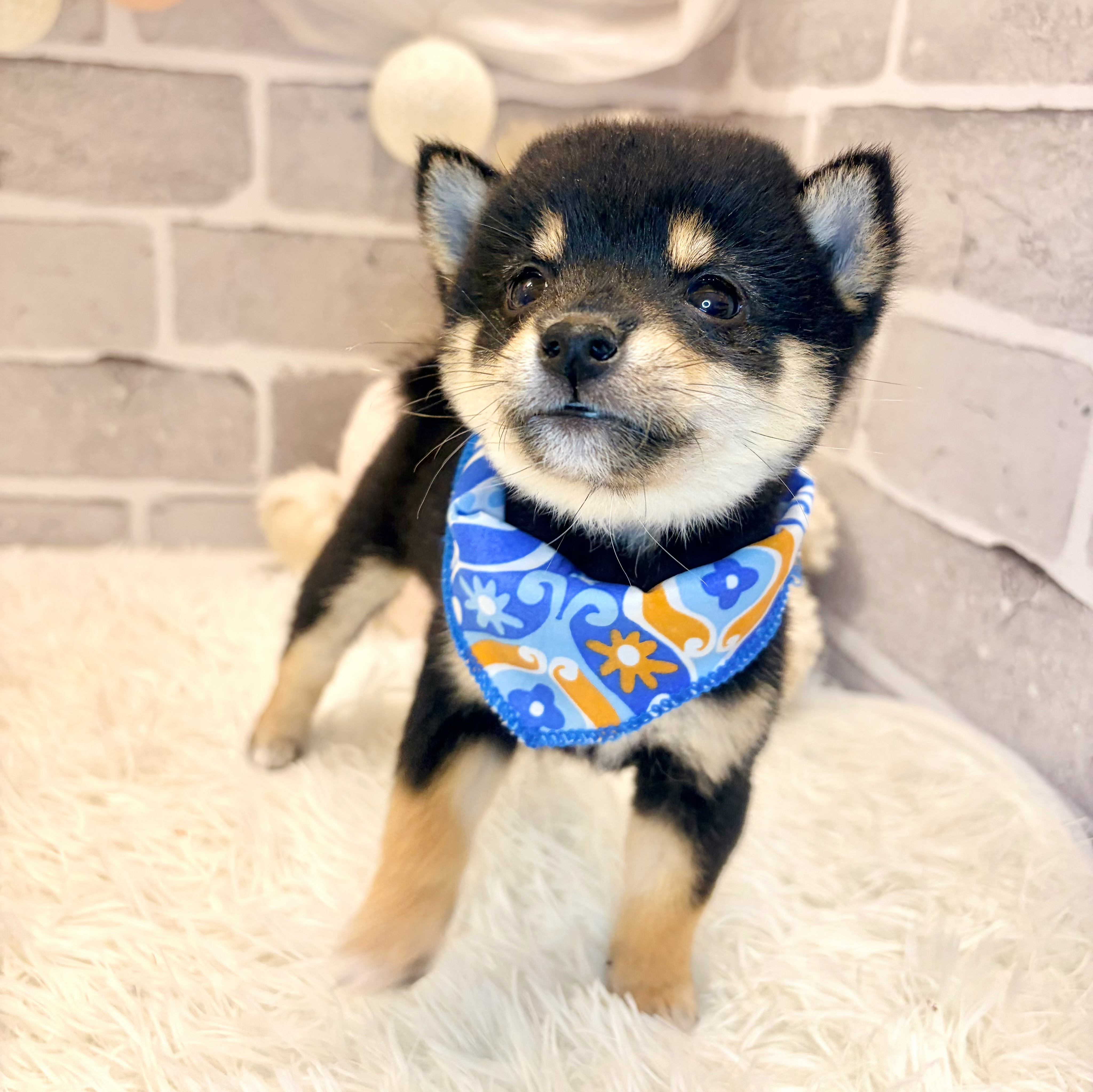 兵庫県の豆柴 (犬の家＆猫の里神戸店/2026年5月29日生まれ/男の子/黒)の子犬の4枚目の画像