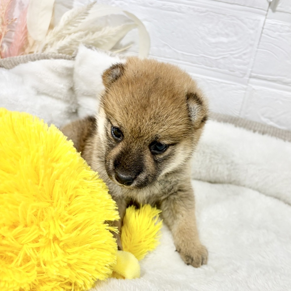 兵庫県の豆柴 (犬の家＆猫の里ニッケパークタウン加古川店/2026年5月31日生まれ/女の子/赤)の子犬の4枚目の画像
