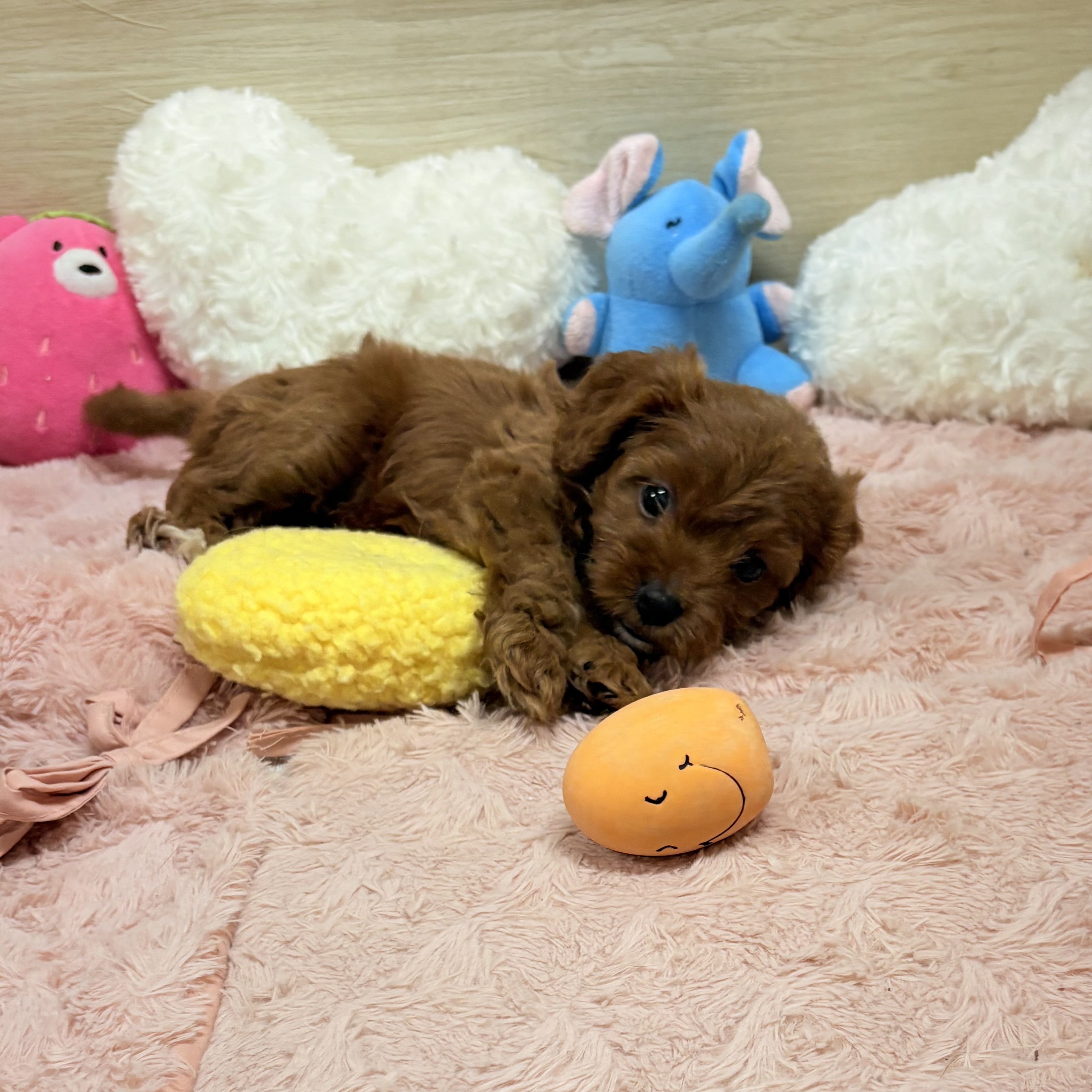 大阪府のキャバプー(キャバリア×プードル) (犬の家＆猫の里そよら東岸和田店/2026年5月31日生まれ/女の子/レッド)の子犬の4枚目の画像