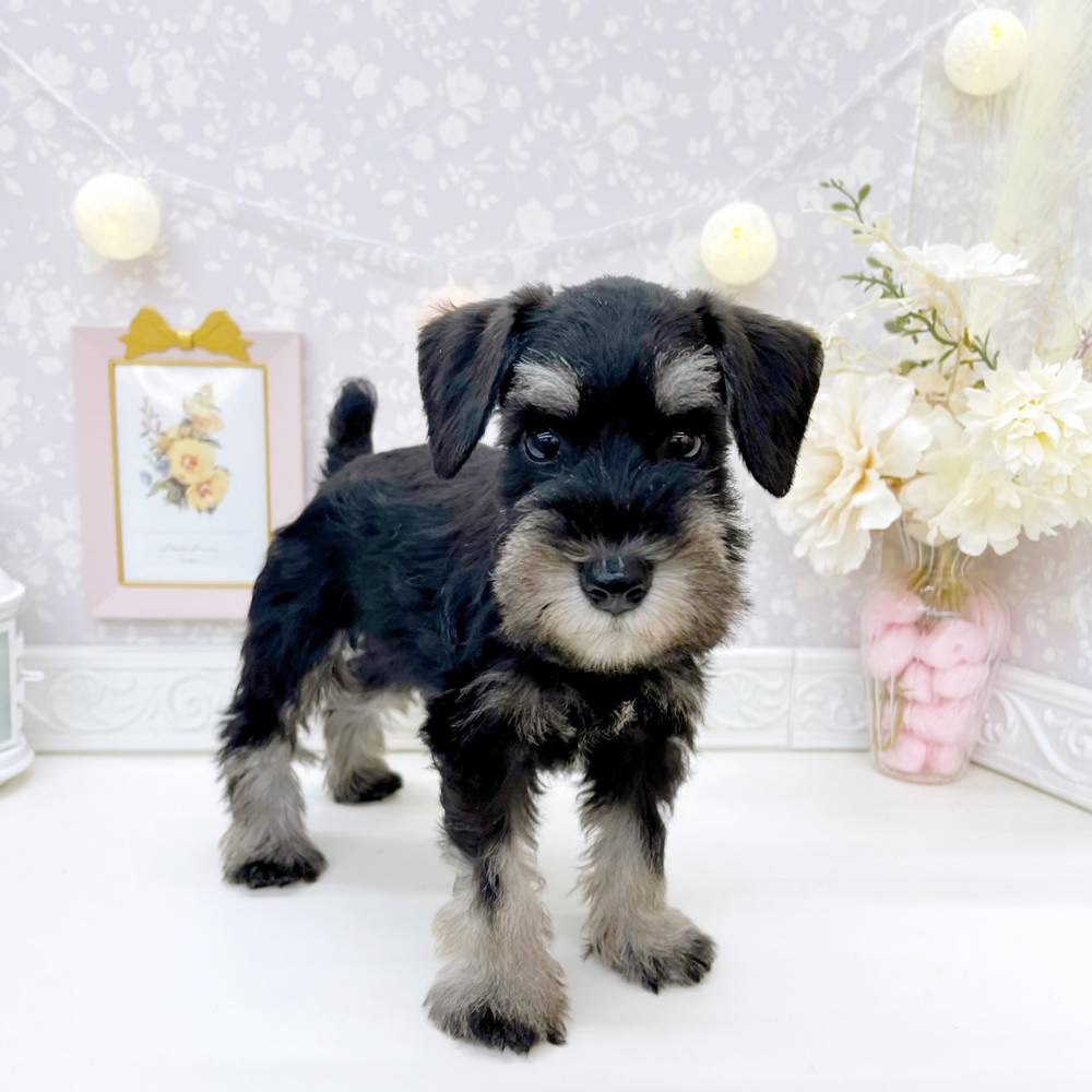 富山県のミニチュアシュナウザー (犬の家＆猫の里富山店/2026年5月31日生まれ/男の子/ブラックシルバー)の子犬の4枚目の画像