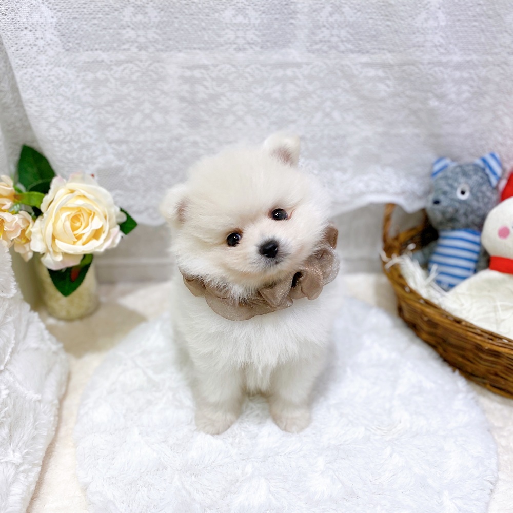 滋賀県のポメラニアン (犬の家＆猫の里長浜店/2026年5月31日生まれ/男の子/クリーム)の子犬の4枚目の画像