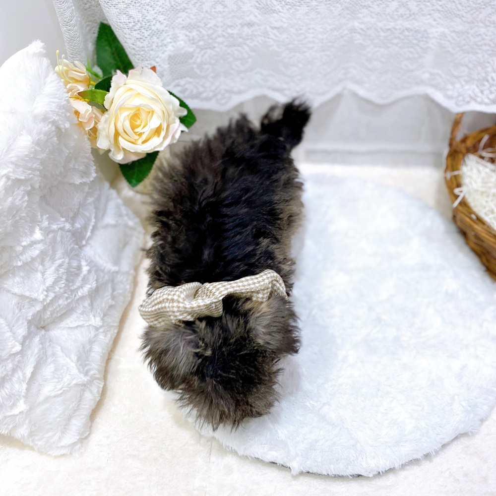 滋賀県のミニチュアシュナウザー (犬の家＆猫の里長浜店/2026年5月30日生まれ/男の子/ソルトペッパー)の子犬の4枚目の画像