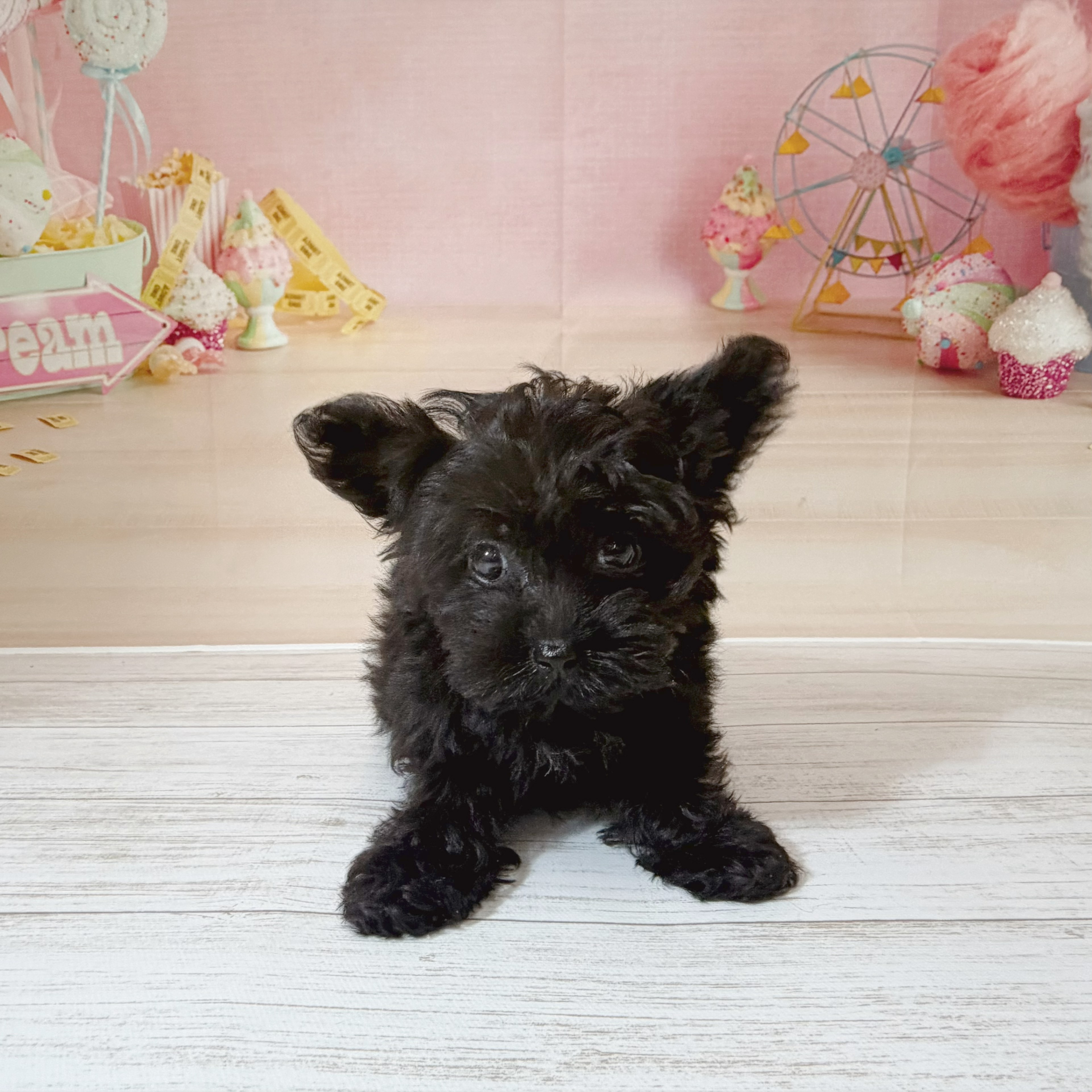 ハーフ犬男の子の写真