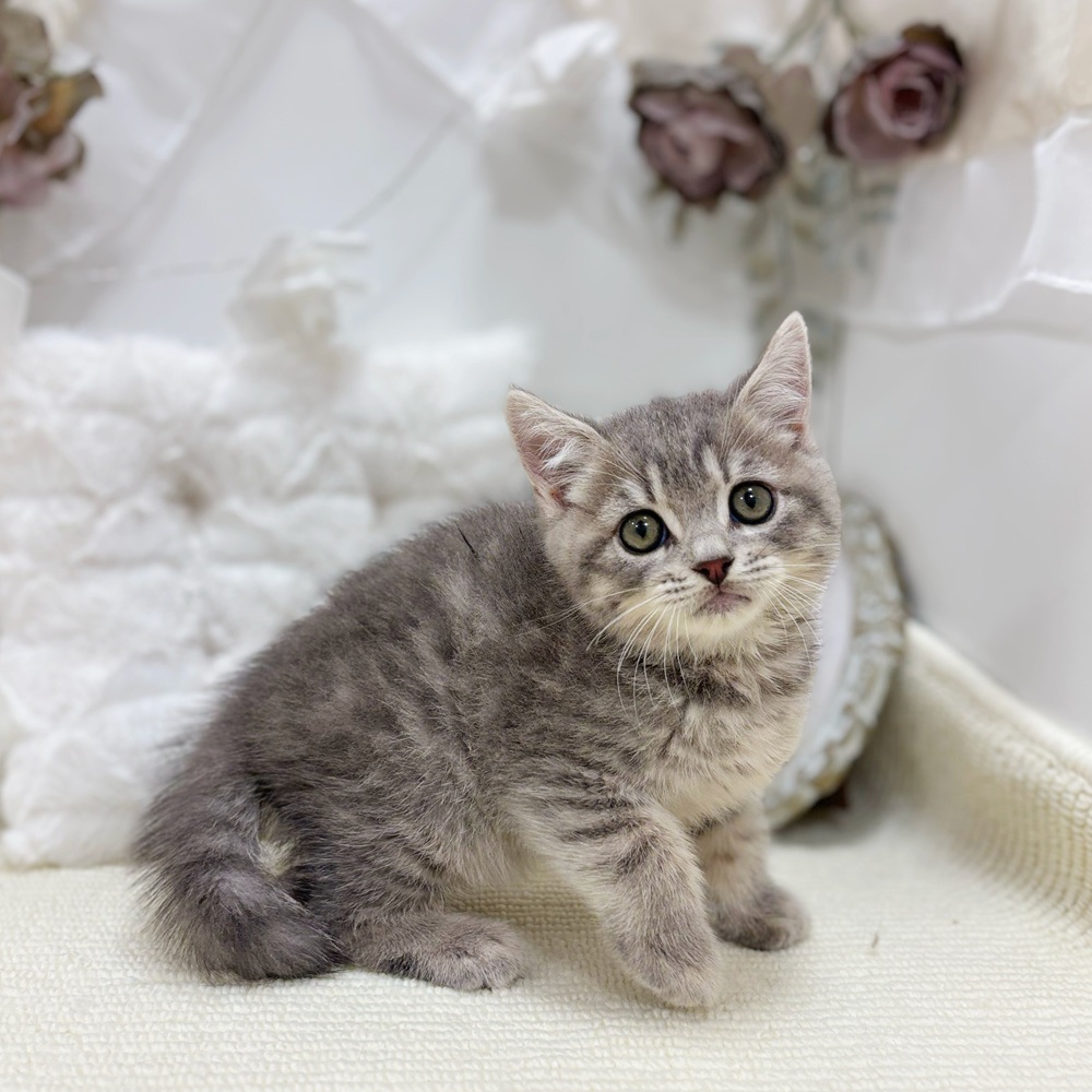 岐阜県のマンチカン (犬の家＆猫の里カラフルタウン岐阜店/2026年5月28日生まれ/男の子/ブルータビー)の子猫の4枚目の画像