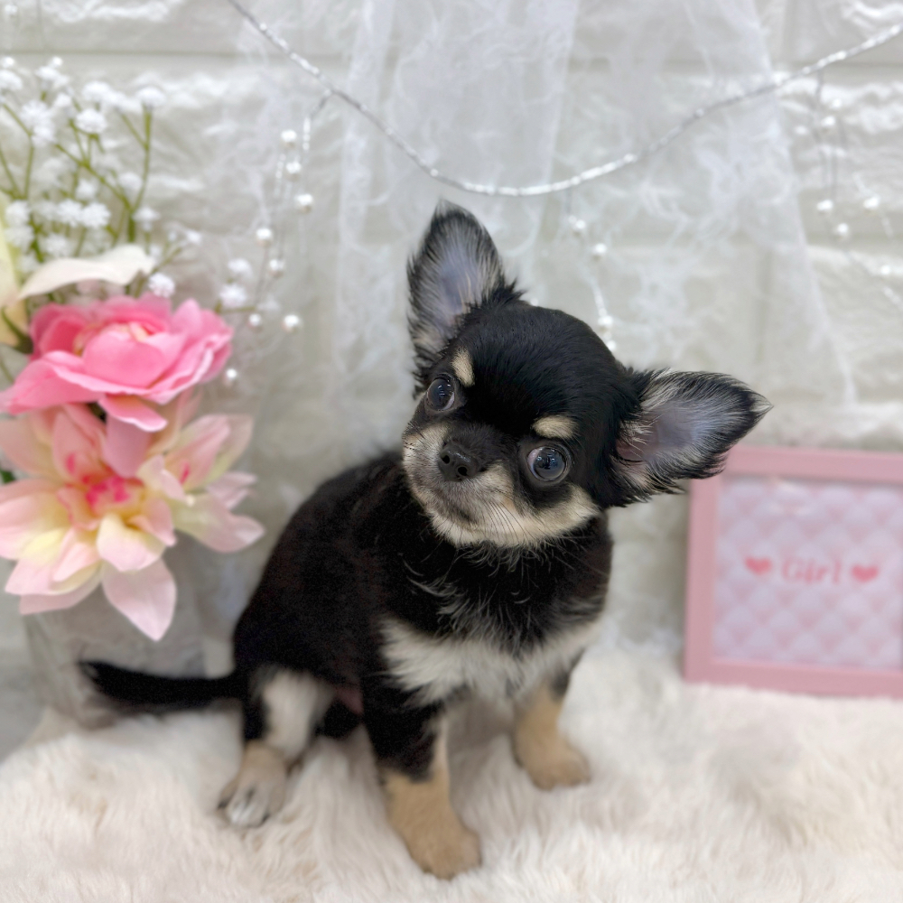 福井県のチワワ(ロング) (犬の家＆猫の里アミーゴ福井大和田店/2026年5月30日生まれ/女の子/ブラッククリーム)の子犬の4枚目の画像