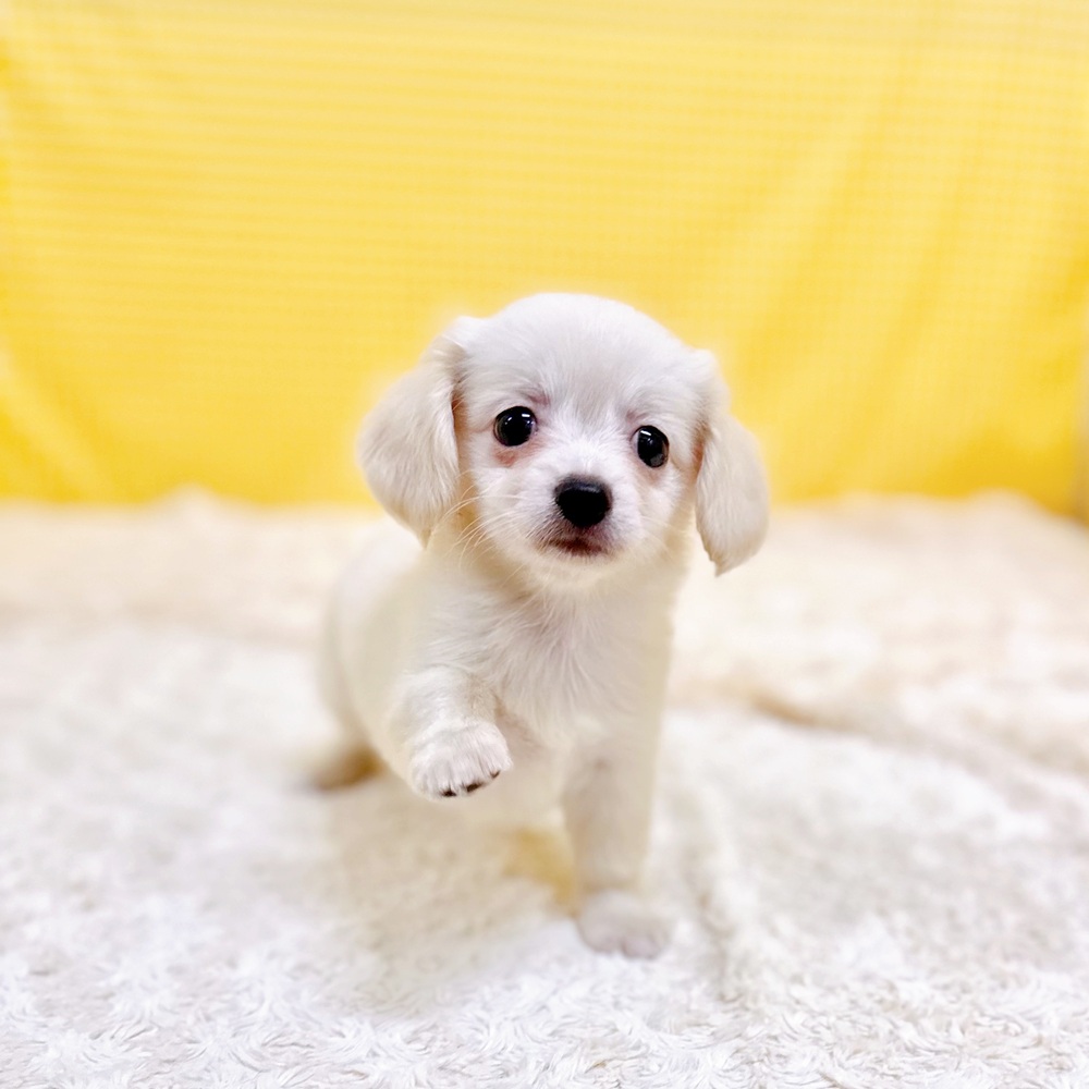愛知県のチワックス(チワワ×ダックス) (犬の家＆猫の里一宮店/2026年5月30日生まれ/女の子/クリームホワイト)の子犬の4枚目の画像