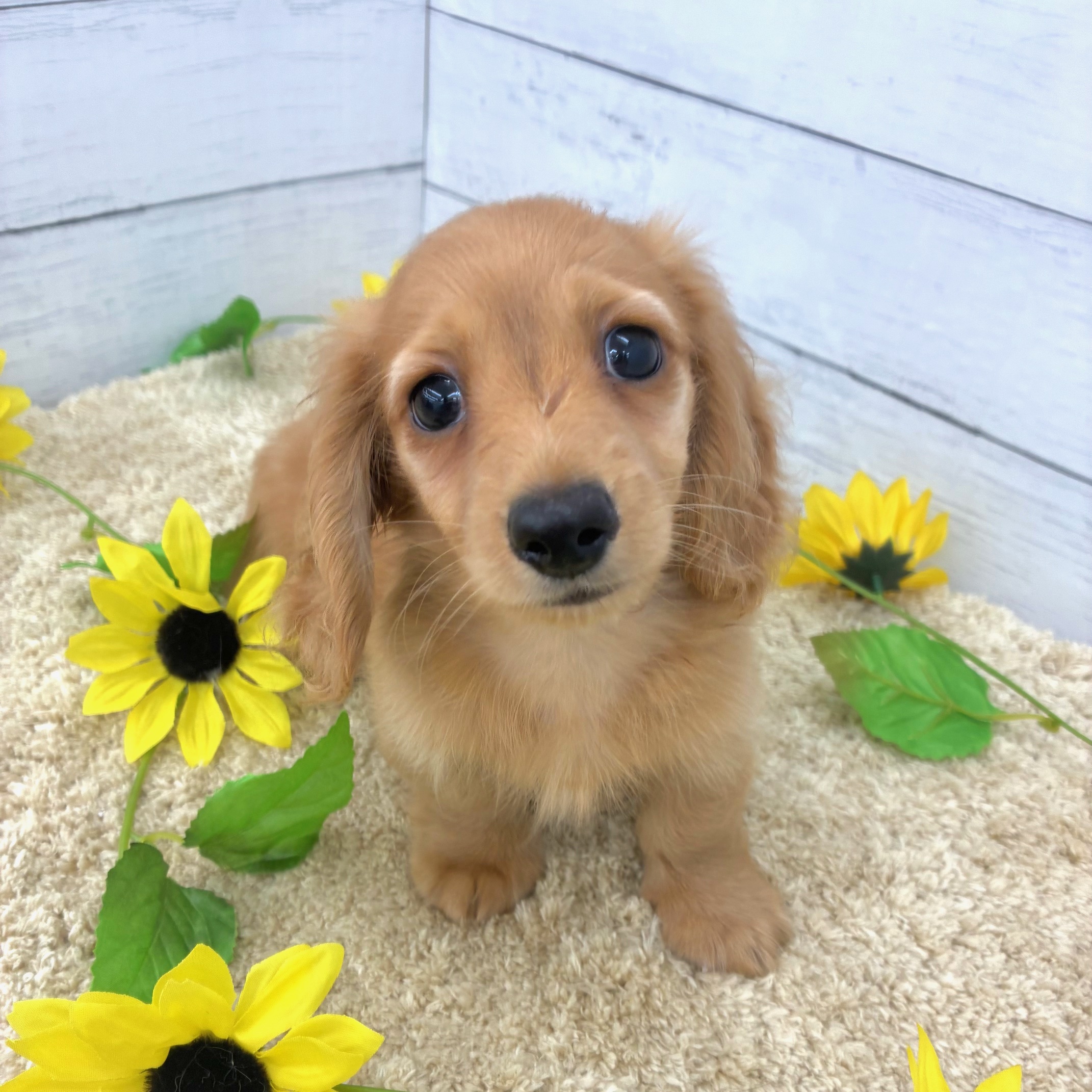 愛知県のミニチュアダックスフンド(ロング) (犬の家＆猫の里七宝店/2026年5月25日生まれ/男の子/ゴールド)の子犬の1枚目の画像