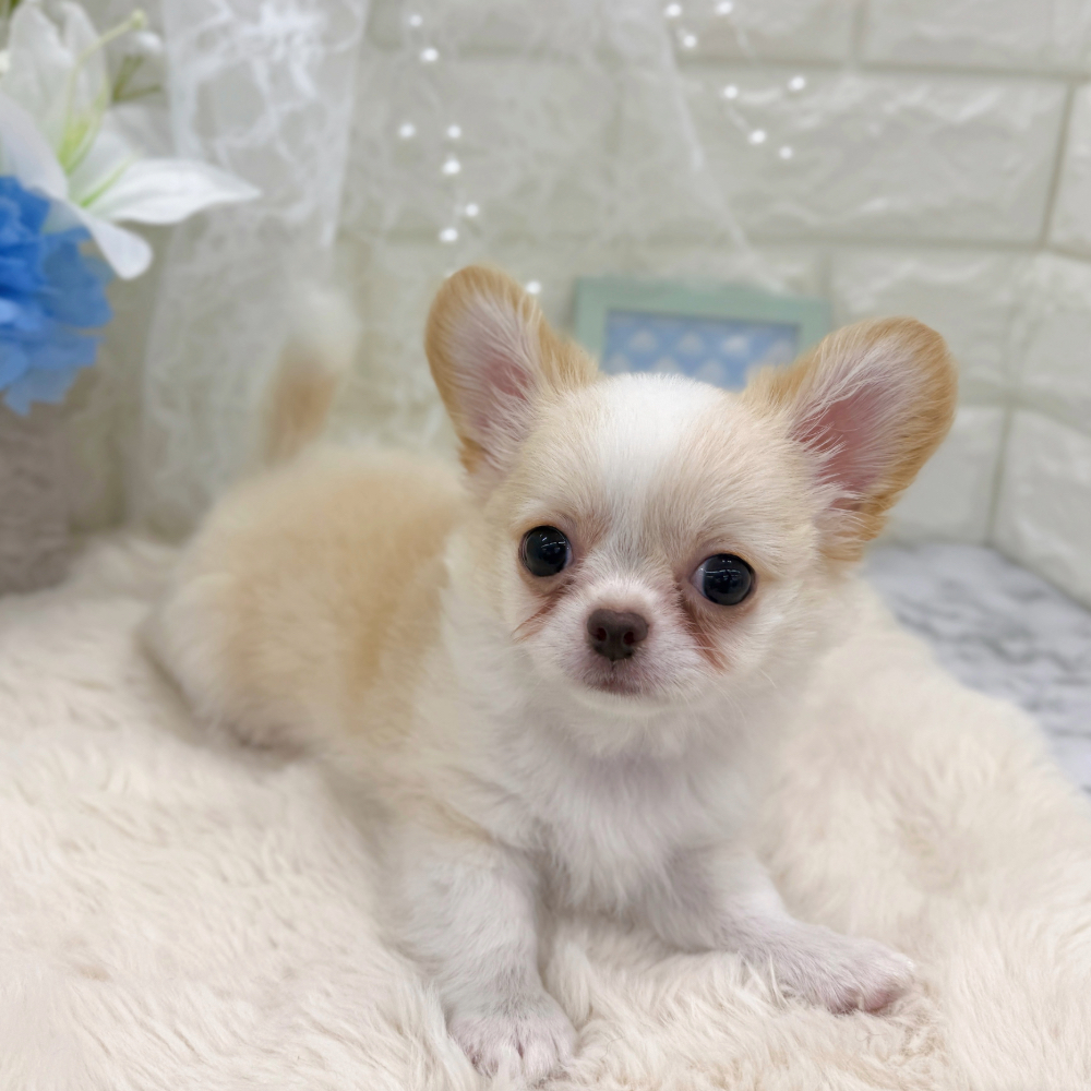 福井県のチワワ(ロング) (犬の家＆猫の里アミーゴ福井大和田店/2026年5月31日生まれ/男の子/クリームホワイト)の子犬の4枚目の画像