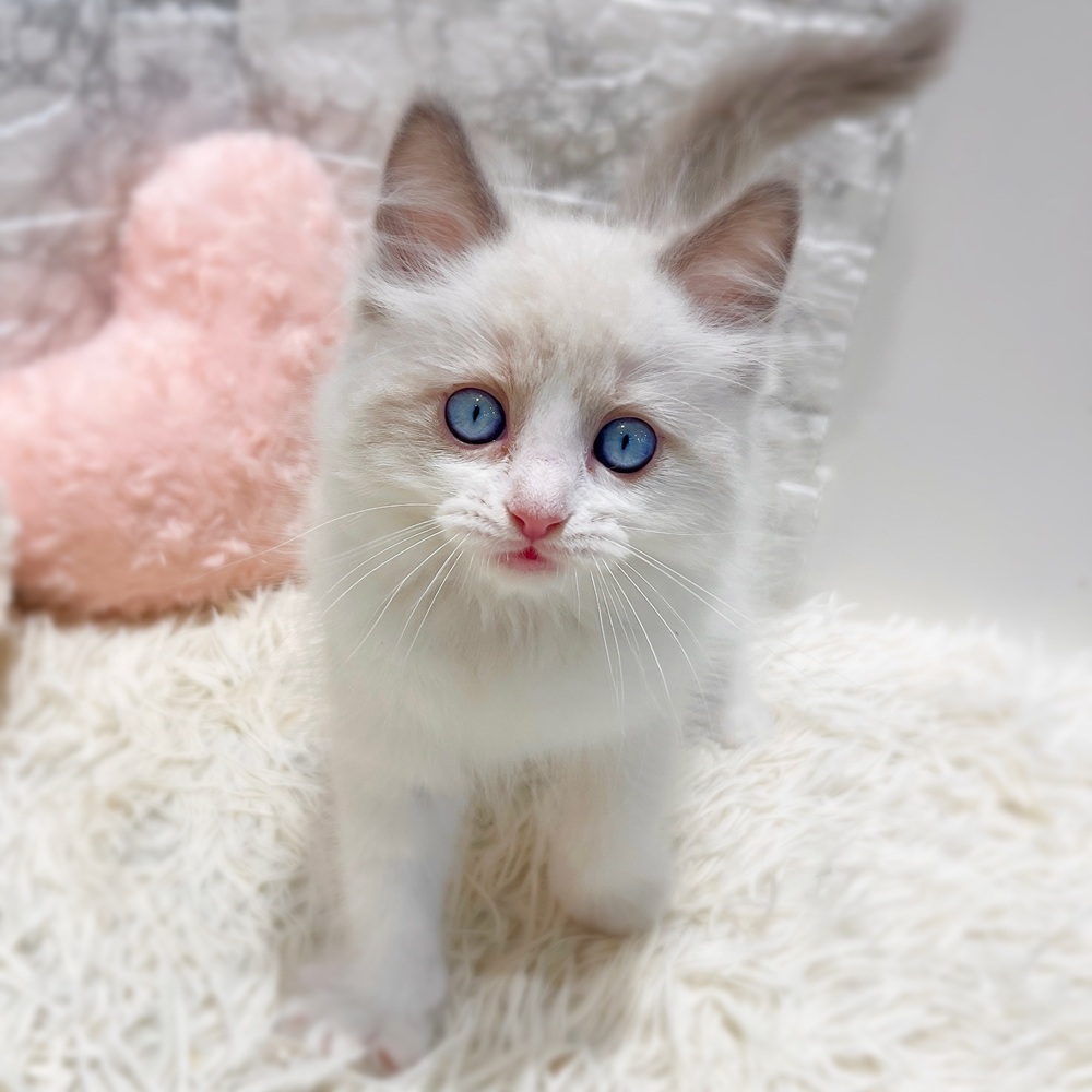愛知県のラグドール (犬の家＆猫の里MiO香久山店/2026年5月31日生まれ/男の子/シールポイントバイカラー)の子猫の4枚目の画像