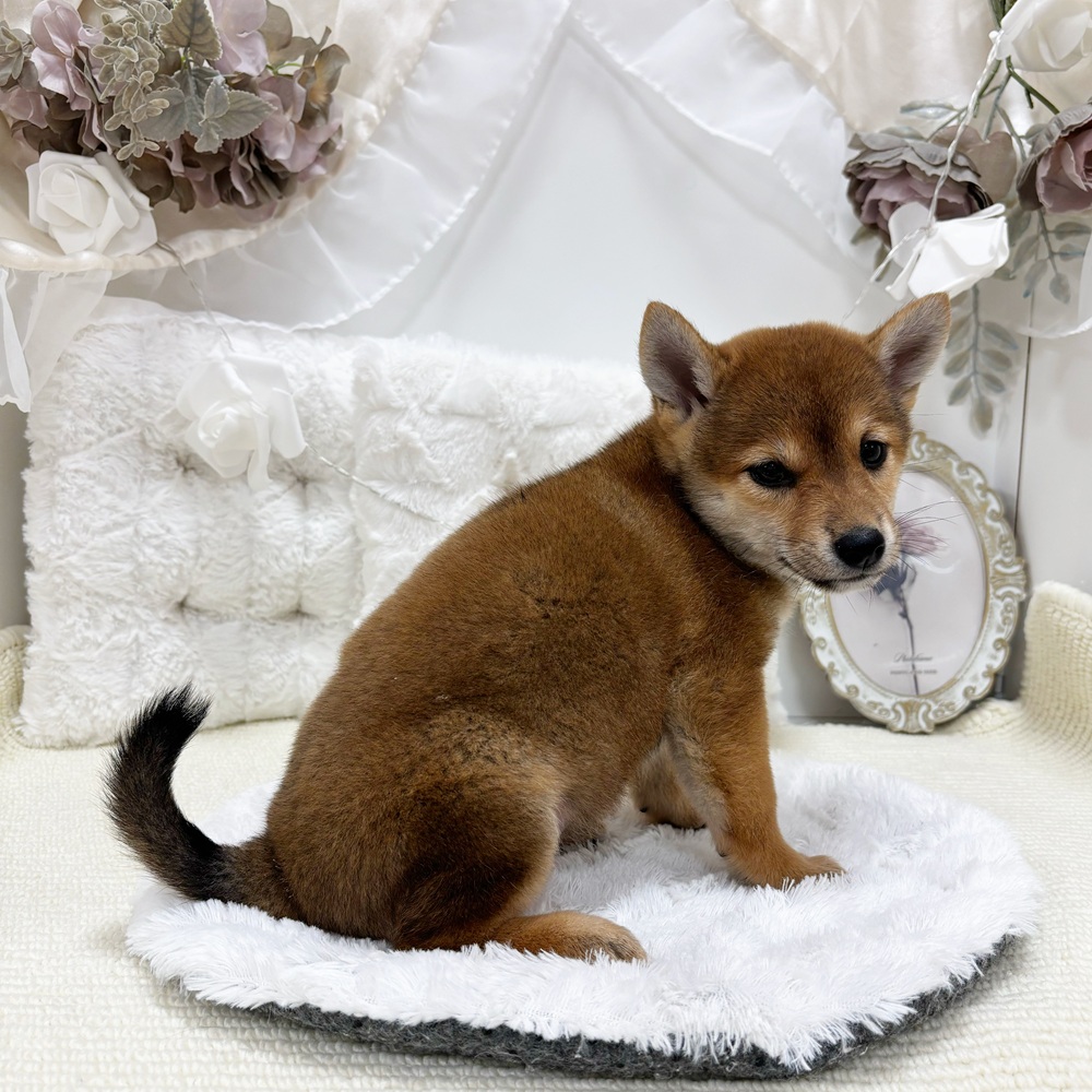 岐阜県の柴犬(標準サイズ) (犬の家＆猫の里カラフルタウン岐阜店/2026年5月31日生まれ/女の子/赤)の子犬の4枚目の画像