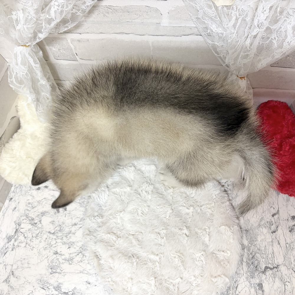 京都府のシベリアンハスキー (犬の家＆猫の里京都精華店/2026年5月30日生まれ/男の子/シルバーホワイト)の子犬の4枚目の画像