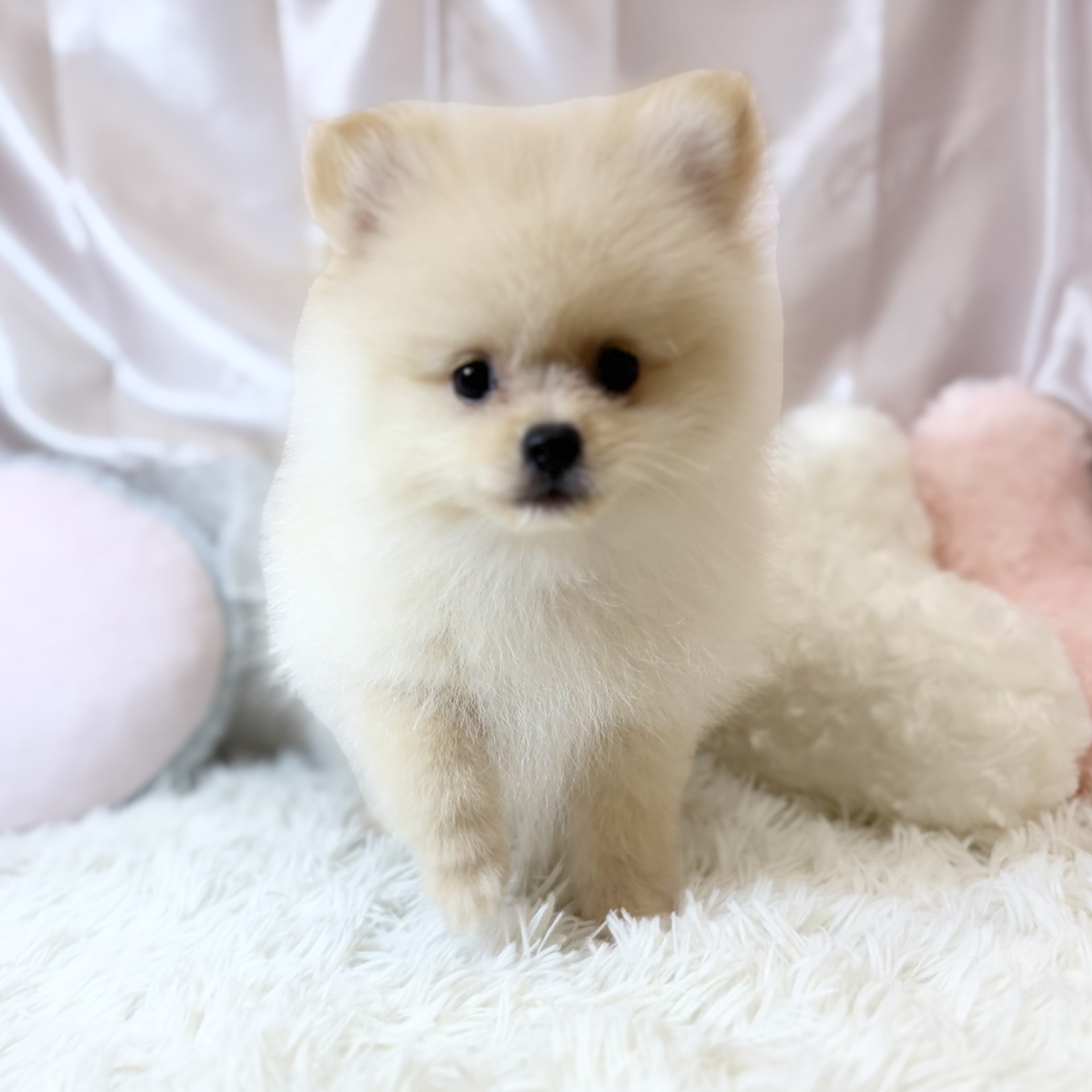 兵庫県のポメラニアン (犬の家＆猫の里カナート西神戸店/2026年5月30日生まれ/男の子/クリーム)の子犬の4枚目の画像