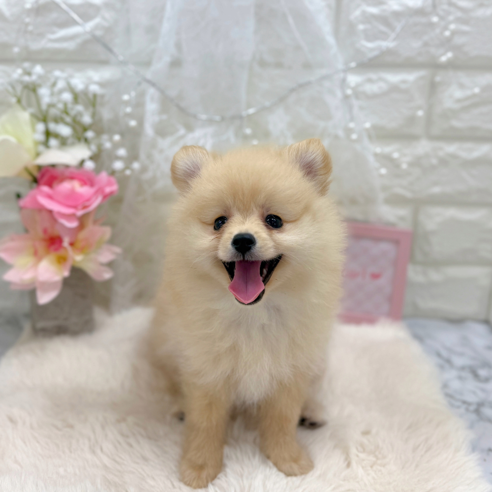 福井県のポメラニアン (犬の家＆猫の里アミーゴ福井大和田店/2026年5月30日生まれ/女の子/クリーム)の子犬の4枚目の画像