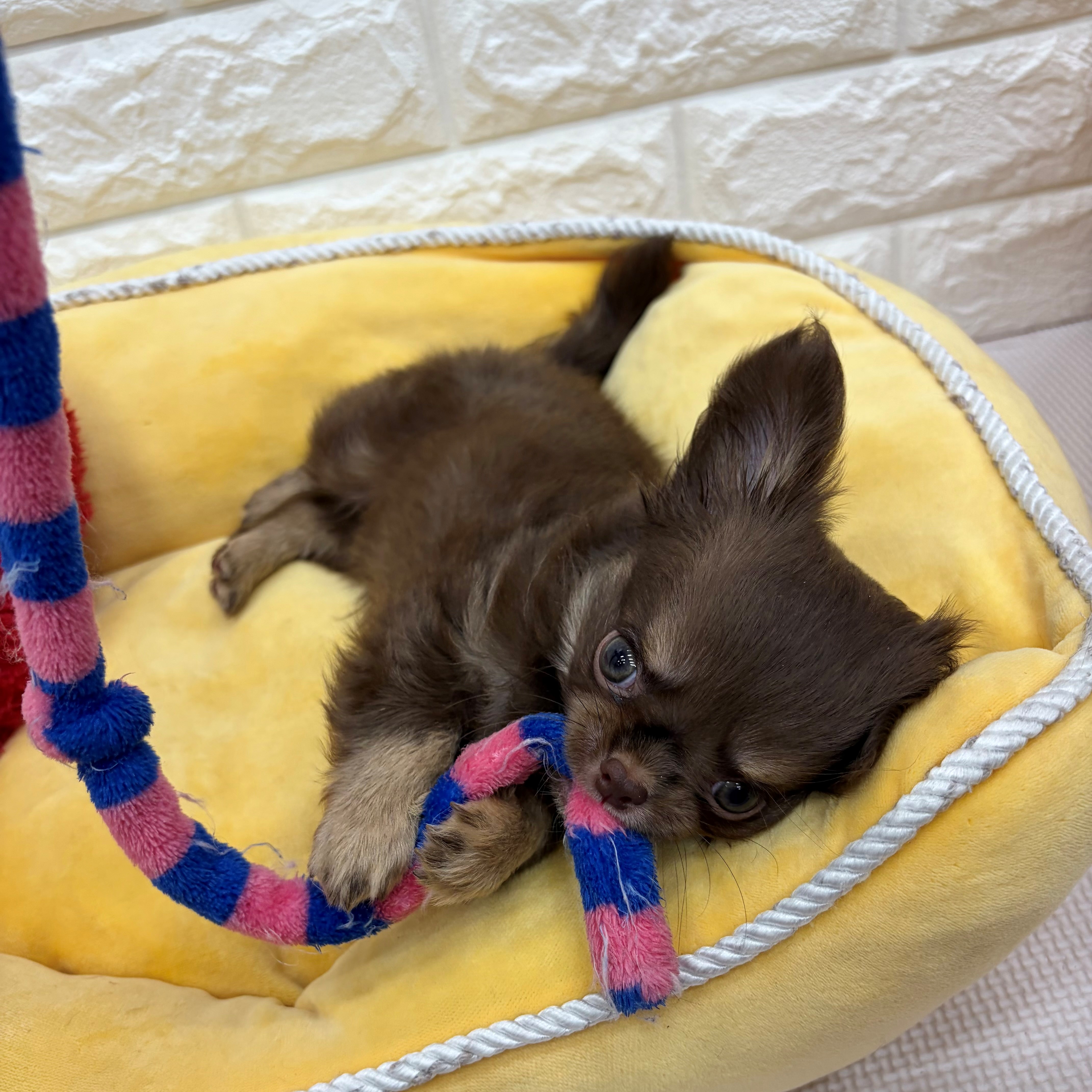 愛知県のチワワ(ロング) (犬の家＆猫の里MEGAドン・キホーテ東海名和店/2026年5月27日生まれ/男の子/チョコレートタン)の子犬の4枚目の画像