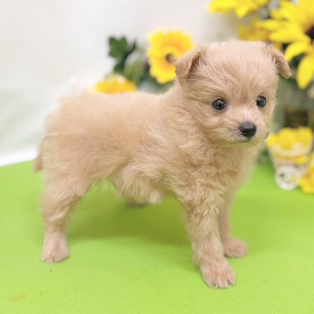 静岡県のポメプー(ポメラニアン×プードル) (犬の家＆猫の里藤枝店/2026年6月2日生まれ/女の子/クリーム)の子犬の1枚目の画像