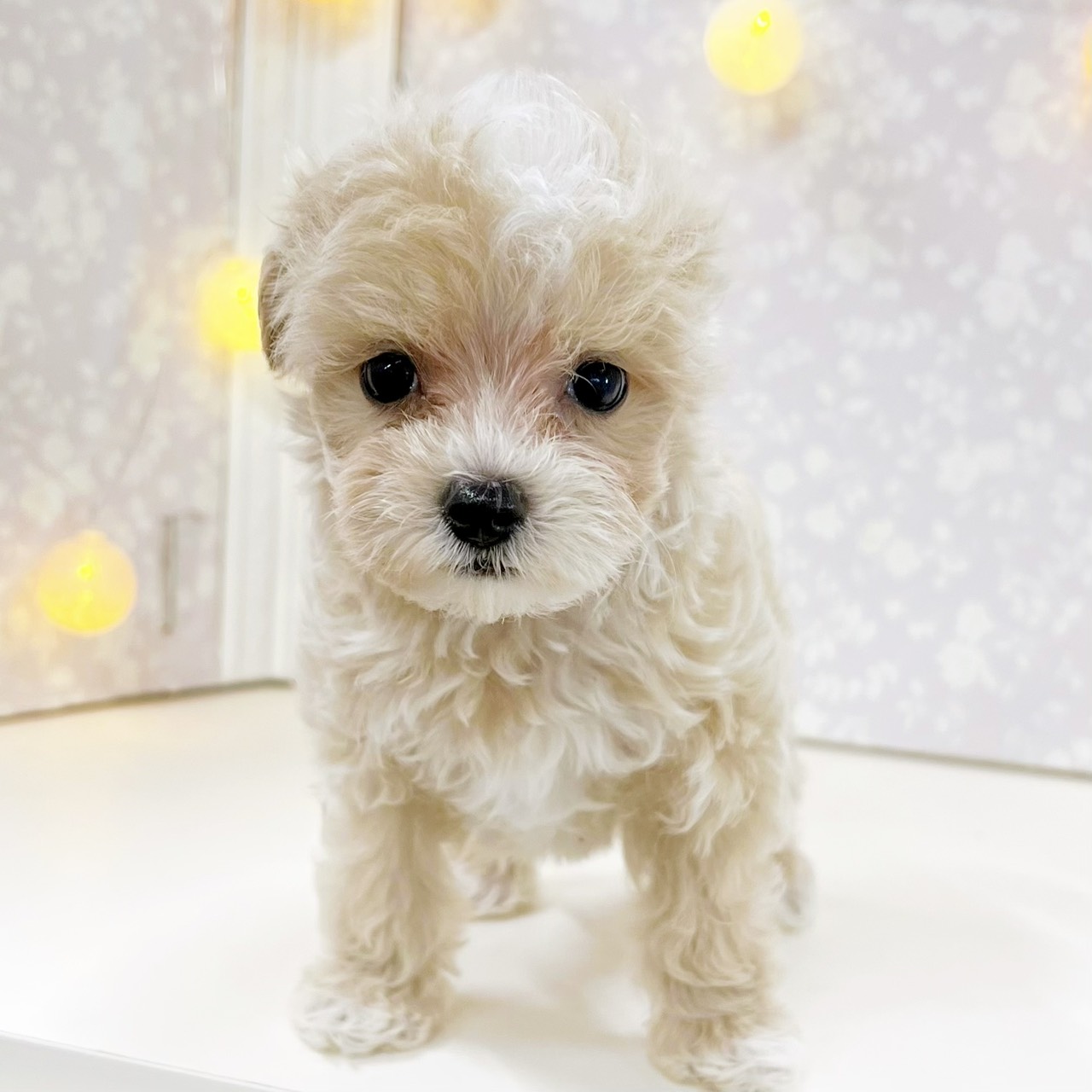 富山県のマルプー(マルチーズ×プードル) (犬の家＆猫の里アミーゴ高岡蓮花寺店/2026年5月30日生まれ/女の子/アプリコット)の子犬の4枚目の画像