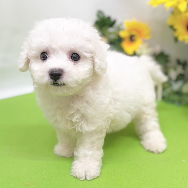 静岡県のビションフリーゼ (犬の家＆猫の里藤枝店/2026年6月1日生まれ/男の子/ホワイト)の子犬の4枚目の画像