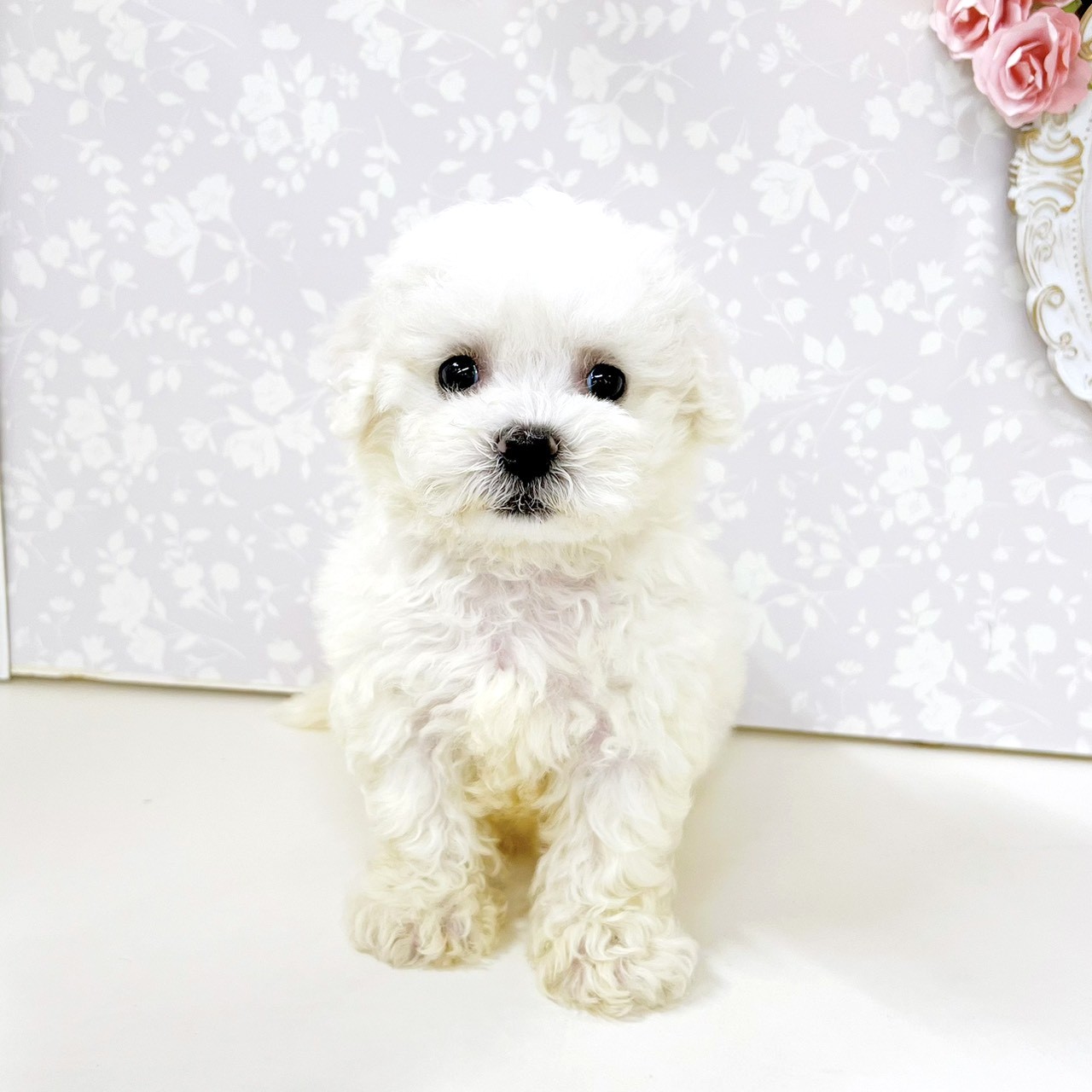 富山県のビションフリーゼ (犬の家＆猫の里アミーゴ高岡蓮花寺店/2026年6月1日生まれ/男の子/ホワイト)の子犬の4枚目の画像