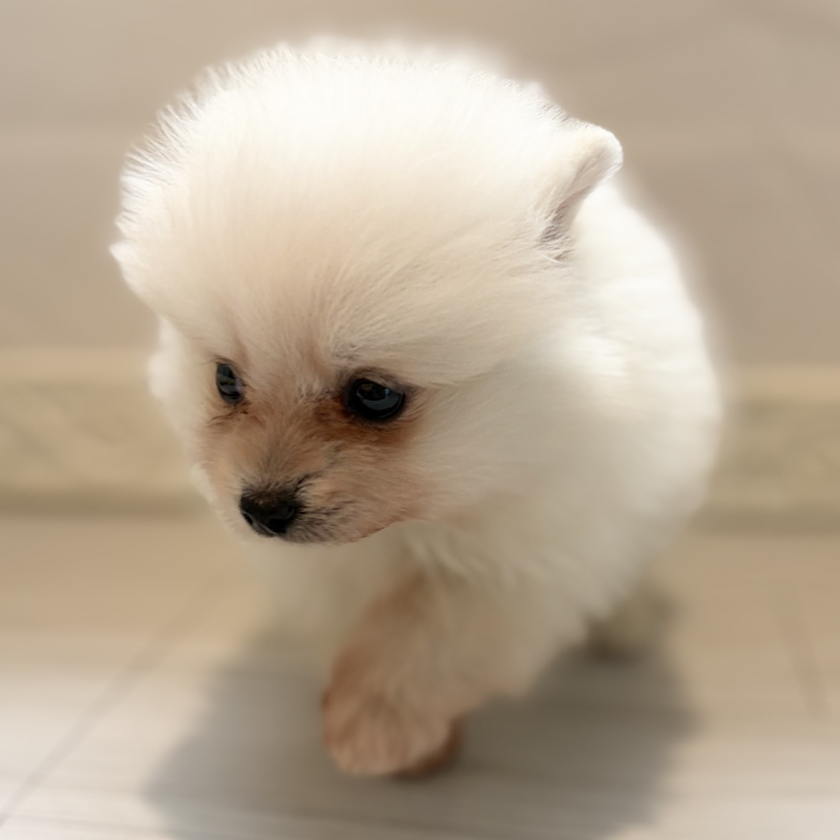 愛知県のポメラニアン (犬の家＆猫の里春日井本店/2026年6月2日生まれ/男の子/クリーム)の子犬の4枚目の画像