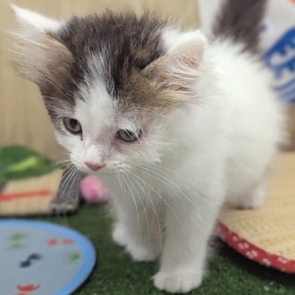 神奈川県のスコティッシュストレート (犬の家＆猫の里小田原店/2026年6月2日生まれ/男の子/ブラウンタビーホワイト)の子猫の4枚目の画像
