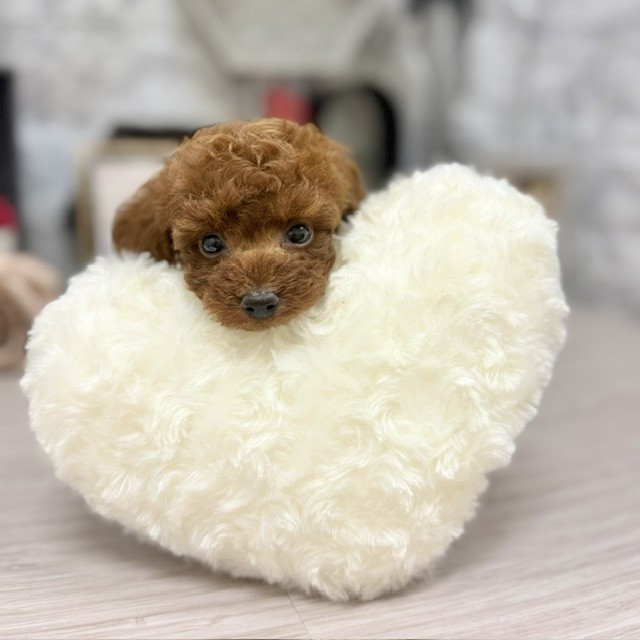 千葉県のトイプードル(トイ) (犬の家＆猫の里ワンズモール稲毛店/2026年6月1日生まれ/男の子/レッド)の子犬の4枚目の画像