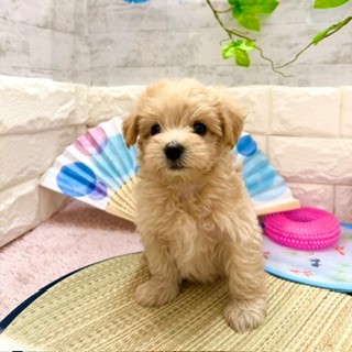 静岡県のマルプー(マルチーズ×プードル) (犬の家＆猫の里プレ葉ウォーク浜北店/2026年6月1日生まれ/女の子/アプリコット)の子犬の4枚目の画像