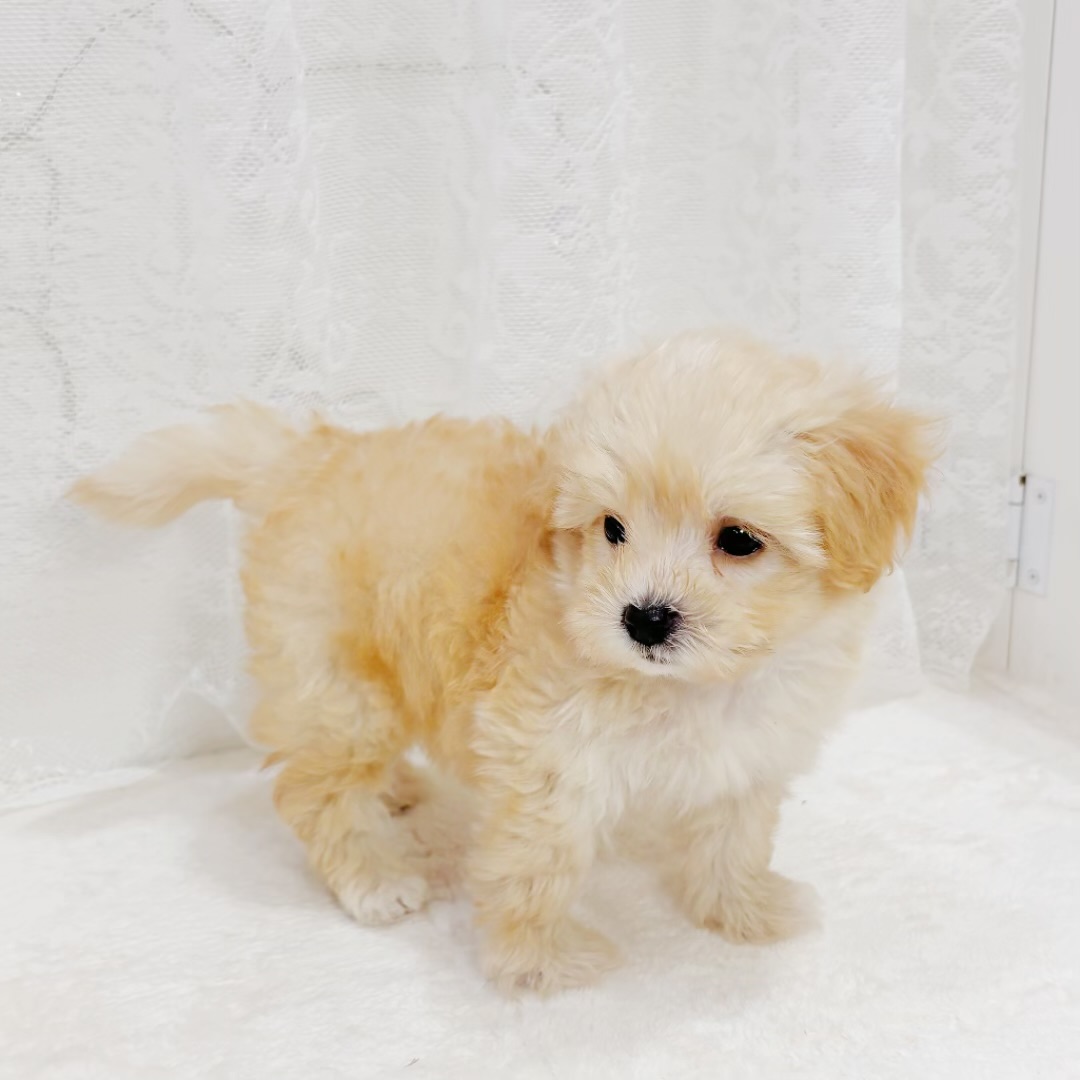 千葉県のマルプー(マルチーズ×プードル) (犬の家＆猫の里BIGHOPガーデンモール印西店/2026年6月1日生まれ/男の子/アプリコット)の子犬の4枚目の画像