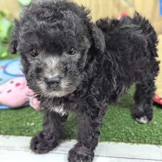 神奈川県のトイプードル(トイ) (犬の家＆猫の里小田原店/2026年6月1日生まれ/男の子/シルバー)の子犬の4枚目の画像