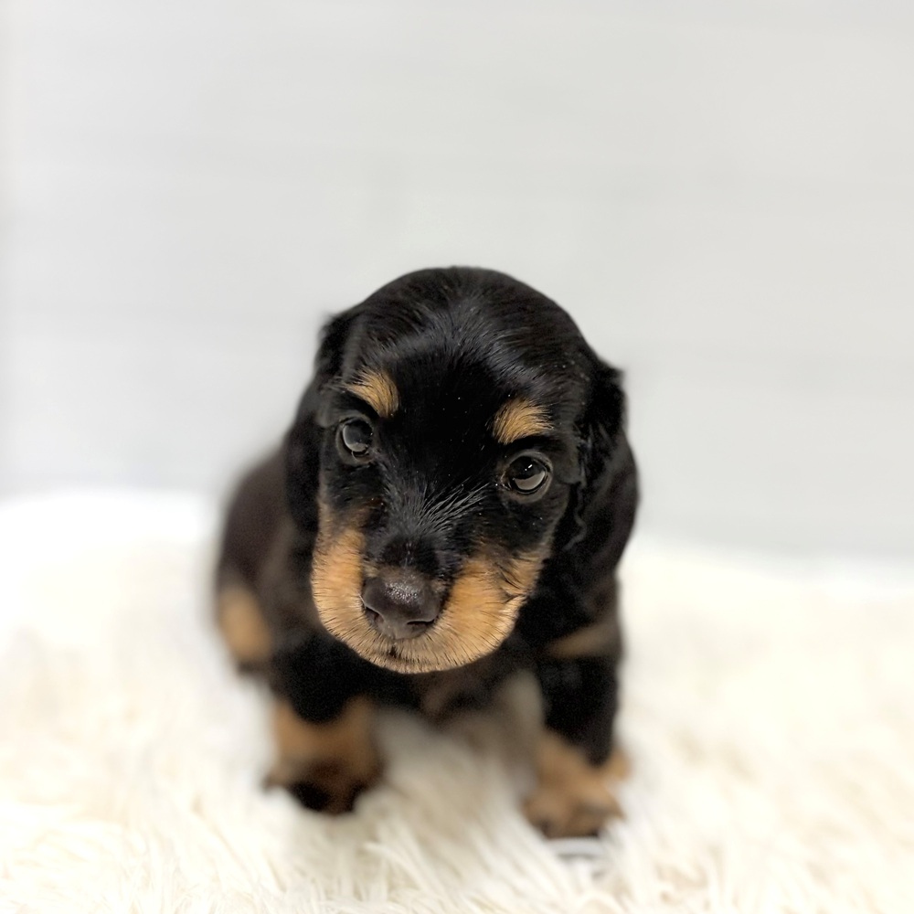 愛知県のミニチュアダックスフンド(ロング) (犬の家＆猫の里豊田店/2026年6月2日生まれ/男の子/ブラックタン)の子犬の4枚目の画像