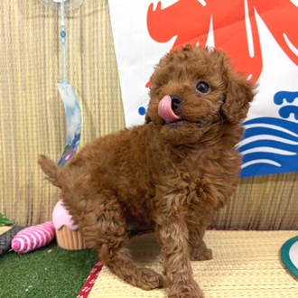 神奈川県のトイプードル(トイ) (犬の家＆猫の里小田原店/2026年6月1日生まれ/男の子/レッド)の子犬の4枚目の画像