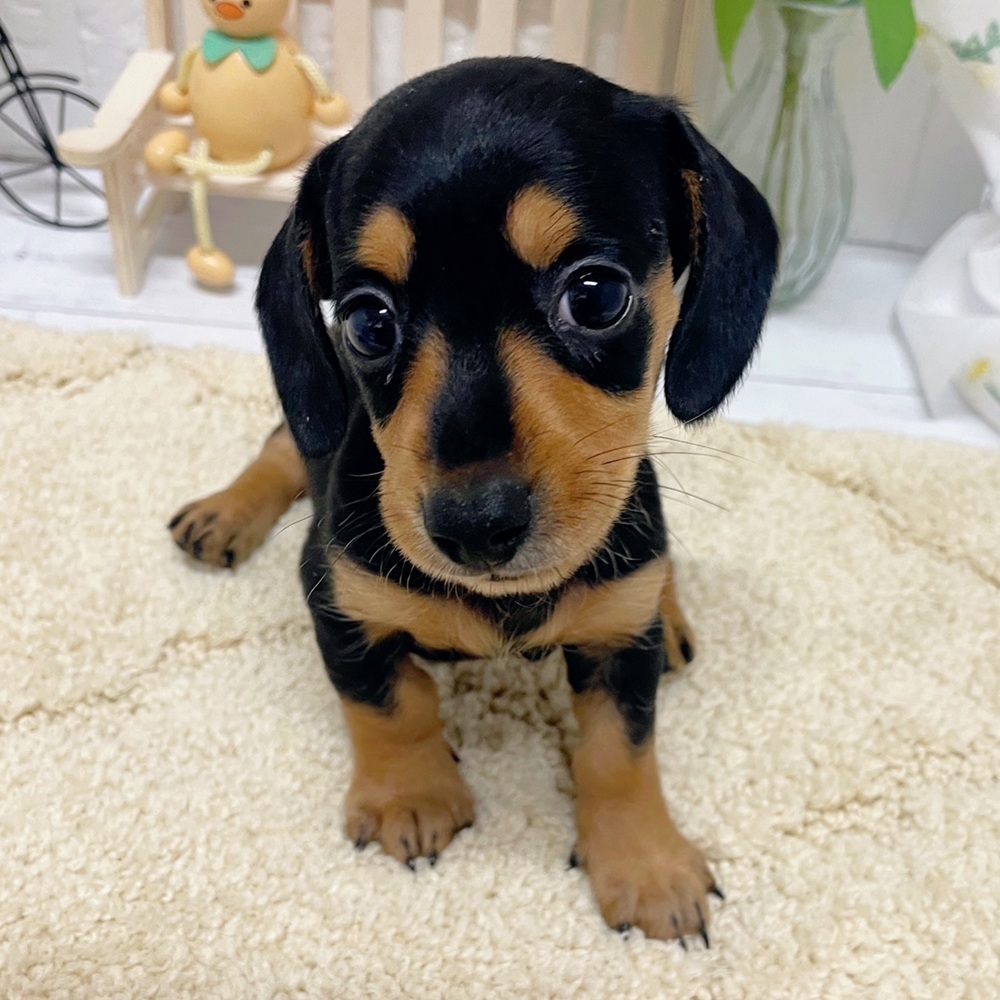 岡山県のミニチュアダックスフンド(スムース) (犬の家＆猫の里岡山店/2026年5月30日生まれ/女の子/ブラックタン)の子犬の4枚目の画像