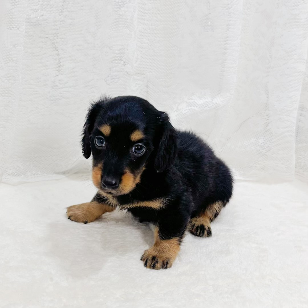 千葉県のミニチュアダックスフンド(ロング) (犬の家＆猫の里BIGHOPガーデンモール印西店/2026年5月30日生まれ/男の子/ブラックタン)の子犬の4枚目の画像
