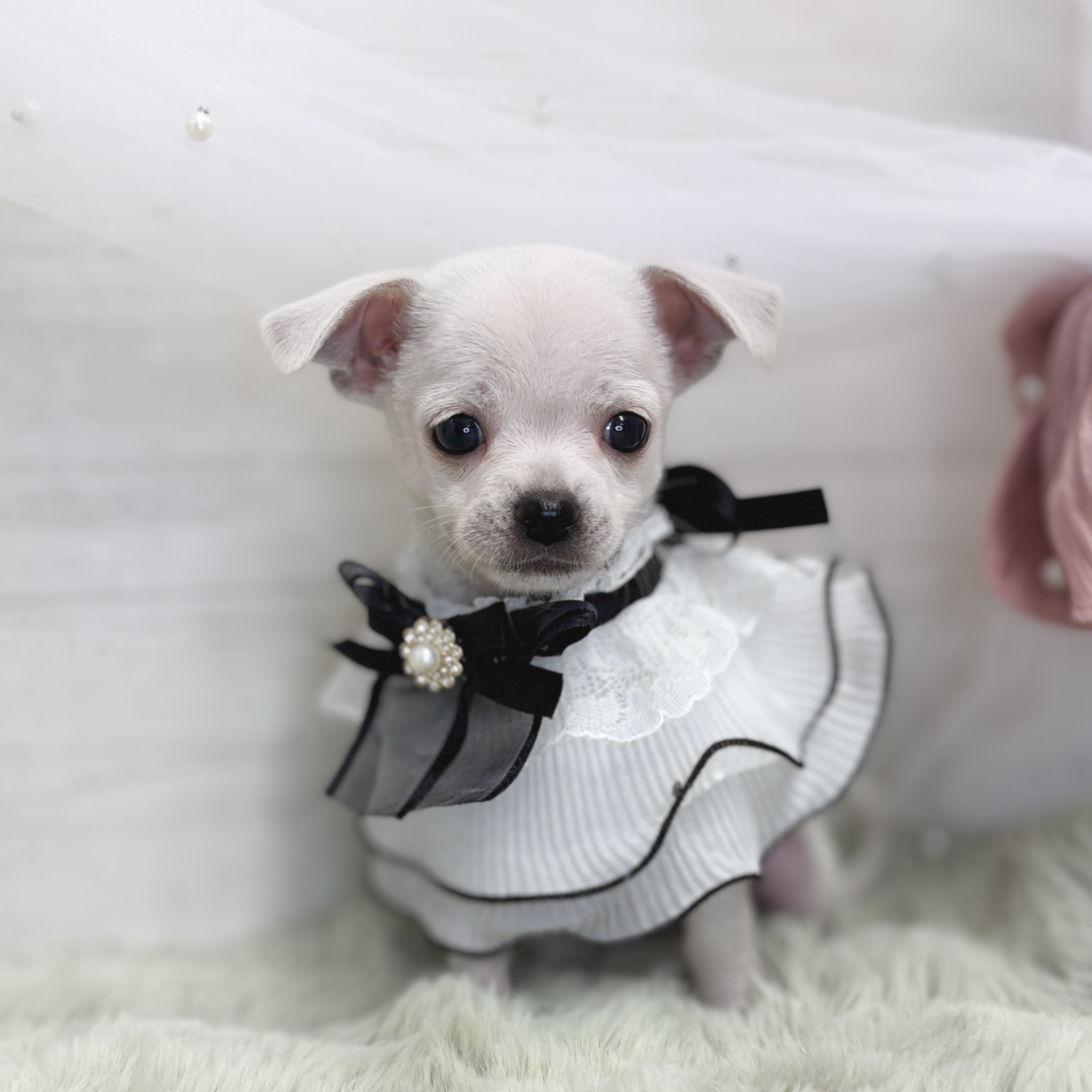 神奈川県のチワワ(スムース) (犬の家＆猫の里相模原店/2026年5月31日生まれ/女の子/ホワイト)の子犬の4枚目の画像