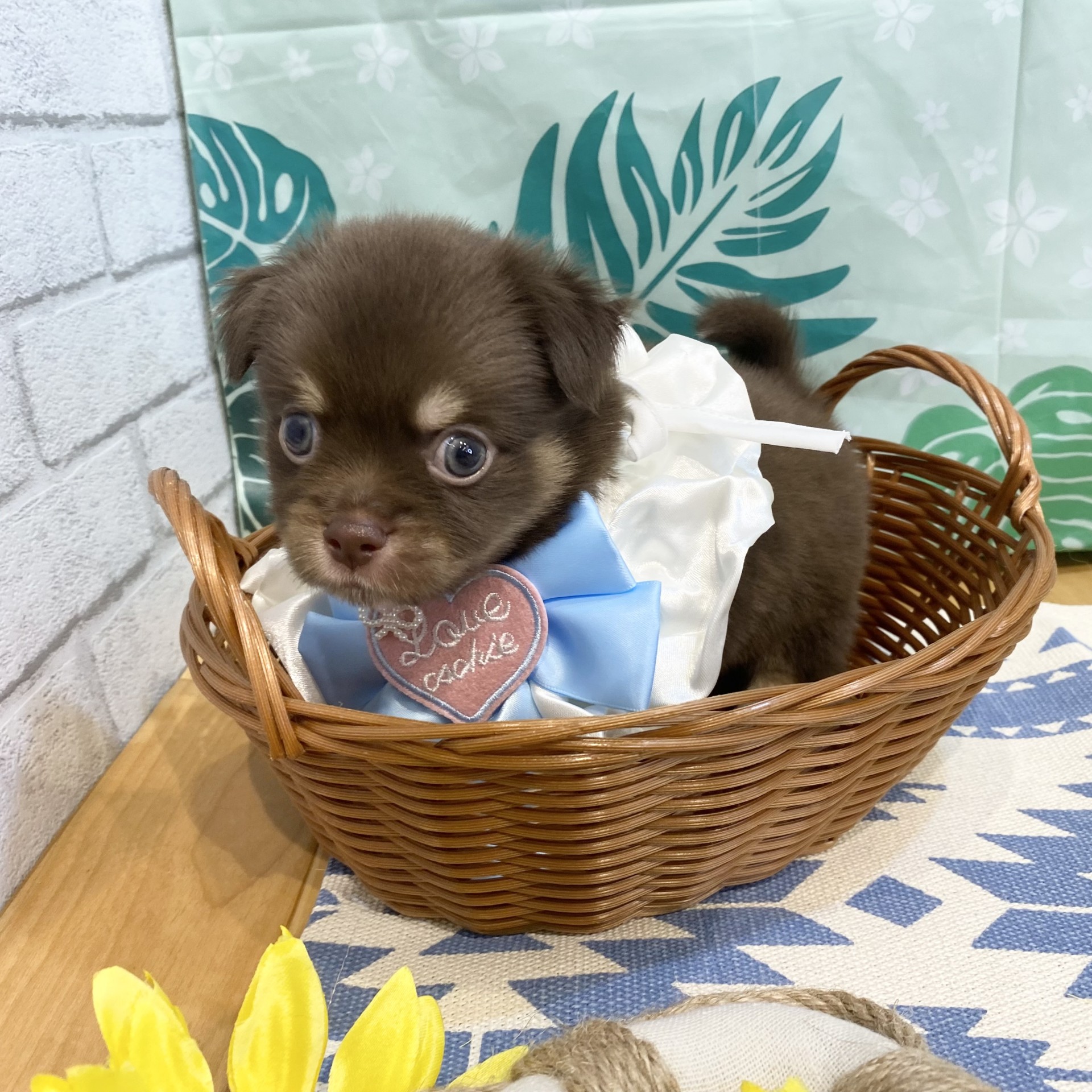 長野県のチワワ(ロング) (犬の家＆猫の里カインズ梓川店/2026年5月31日生まれ/男の子/チョコレートタンホワイト)の子犬の4枚目の画像