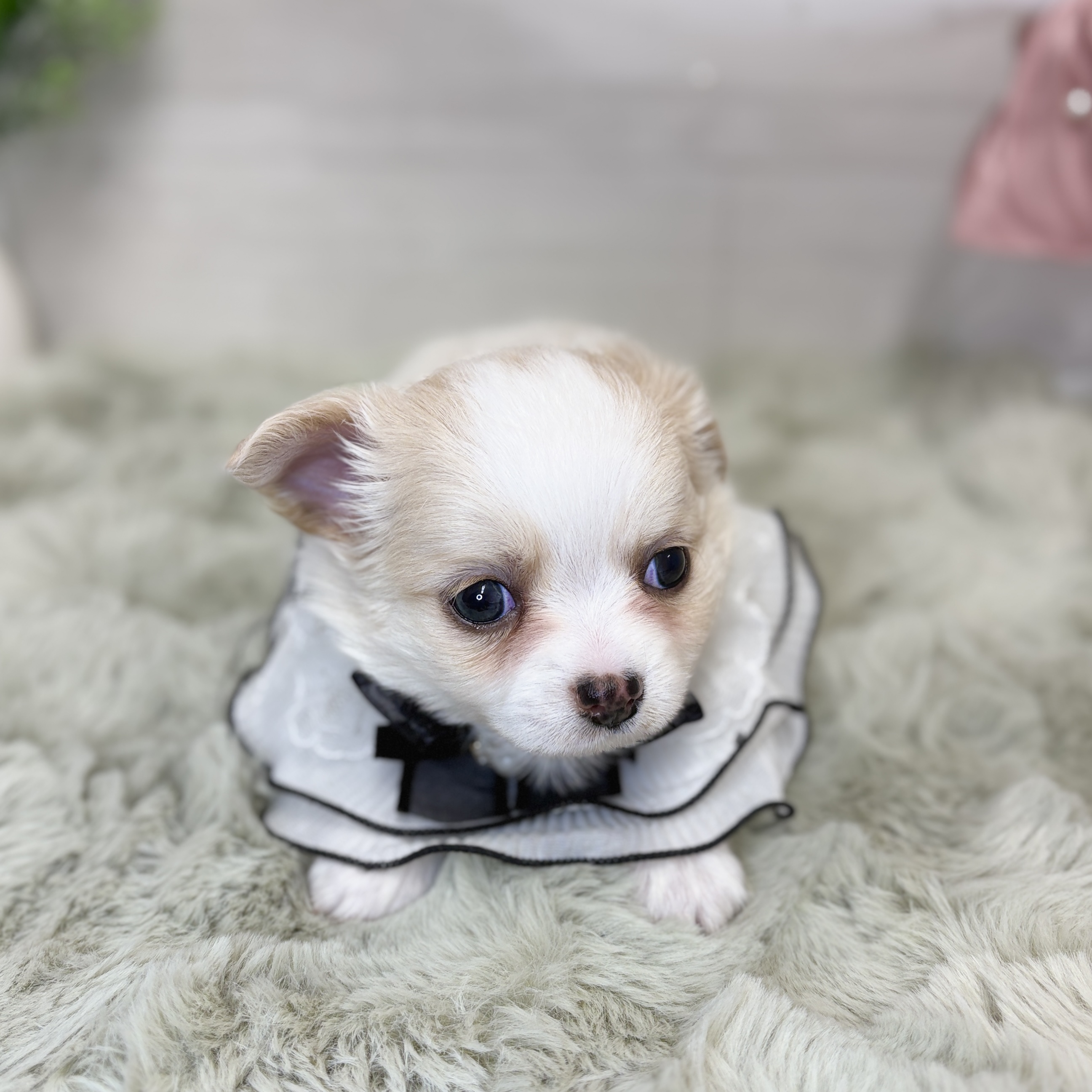 神奈川県のチワワ(ロング) (犬の家＆猫の里相模原店/2026年6月2日生まれ/男の子/クリームホワイト)の子犬の4枚目の画像