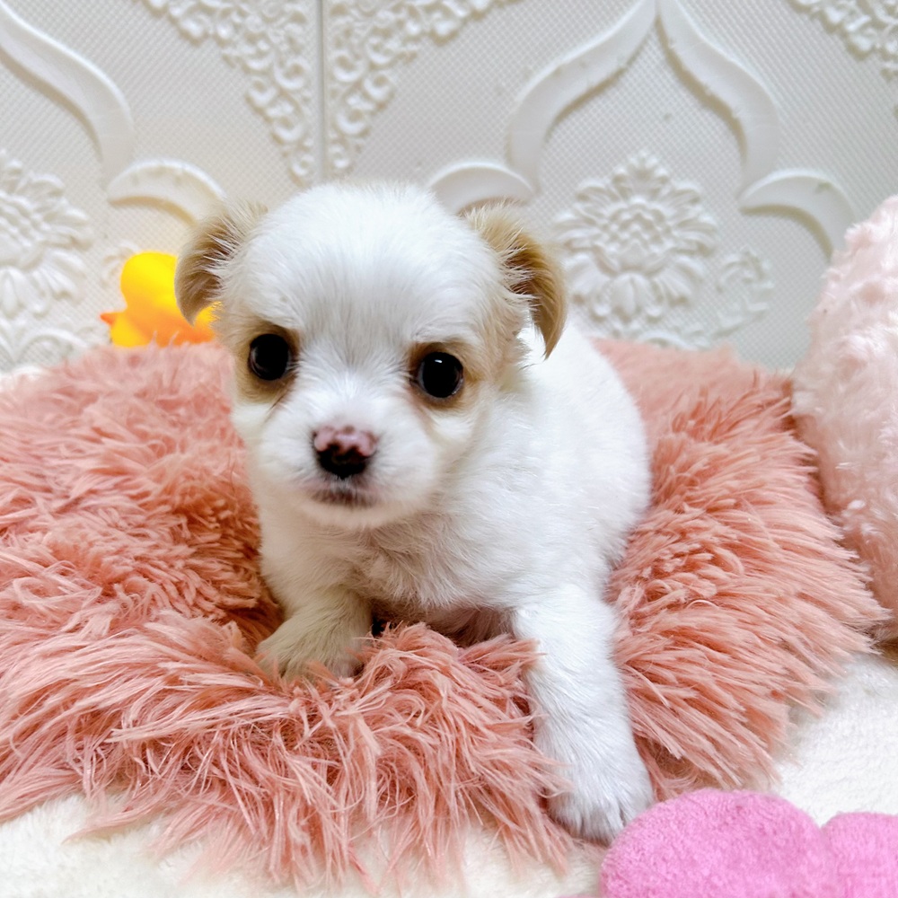 愛知県のチワワ(ロング) (犬の家＆猫の里岡崎店/2026年6月2日生まれ/女の子/クリームホワイト)の子犬の4枚目の画像
