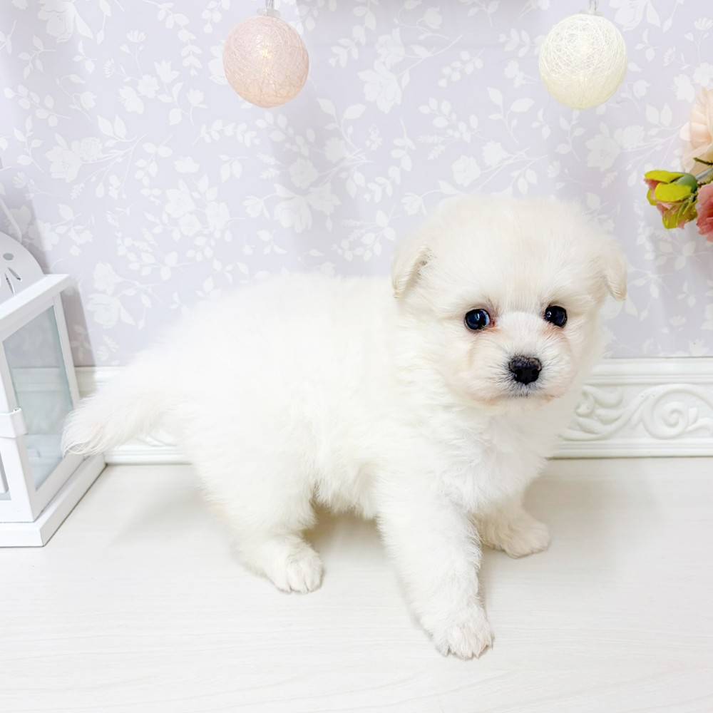 富山県のポメプー(ポメラニアン×プードル) (犬の家＆猫の里アミーゴ山室店/2026年6月2日生まれ/男の子/ホワイト)の子犬の4枚目の画像