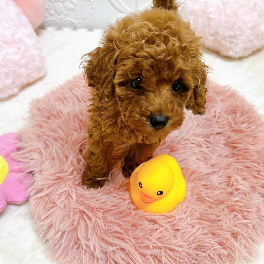 愛知県のトイプードル(トイ) (犬の家＆猫の里岡崎店/2026年6月1日生まれ/女の子/レッド)の子犬の4枚目の画像