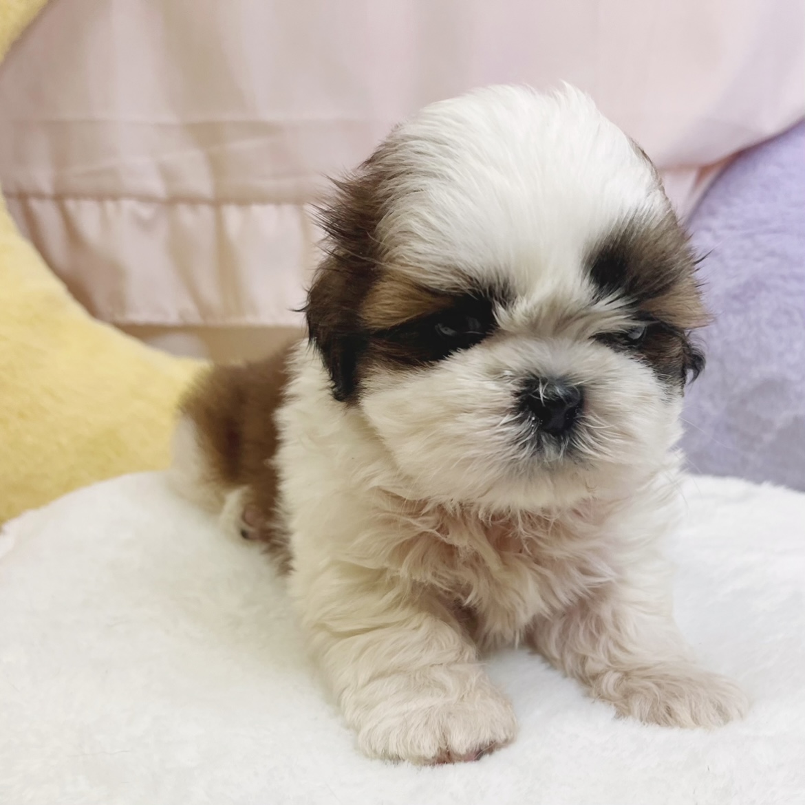 愛知県のシーズー (犬の家＆猫の里豊川インター店/2026年6月2日生まれ/男の子/ホワイトゴールド)の子犬の4枚目の画像